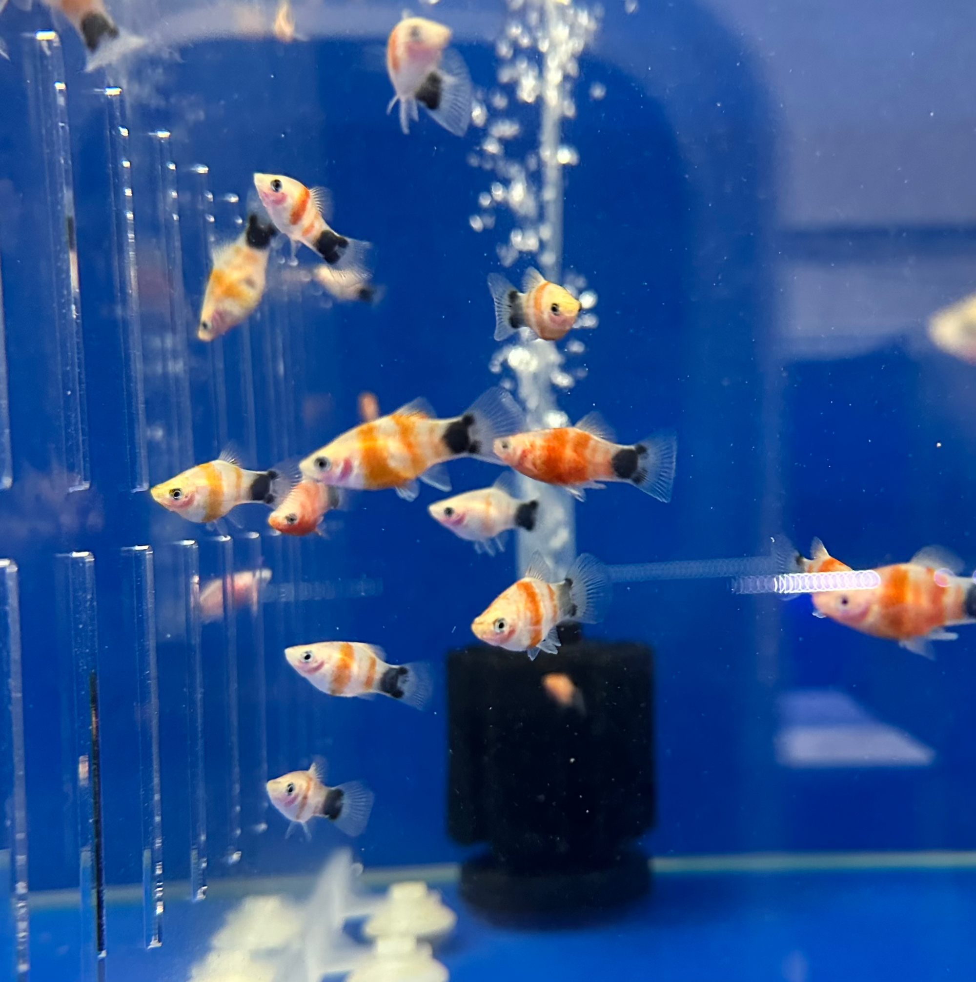 How To Take Care of Platy Fish: The Bleeding Heart Platy