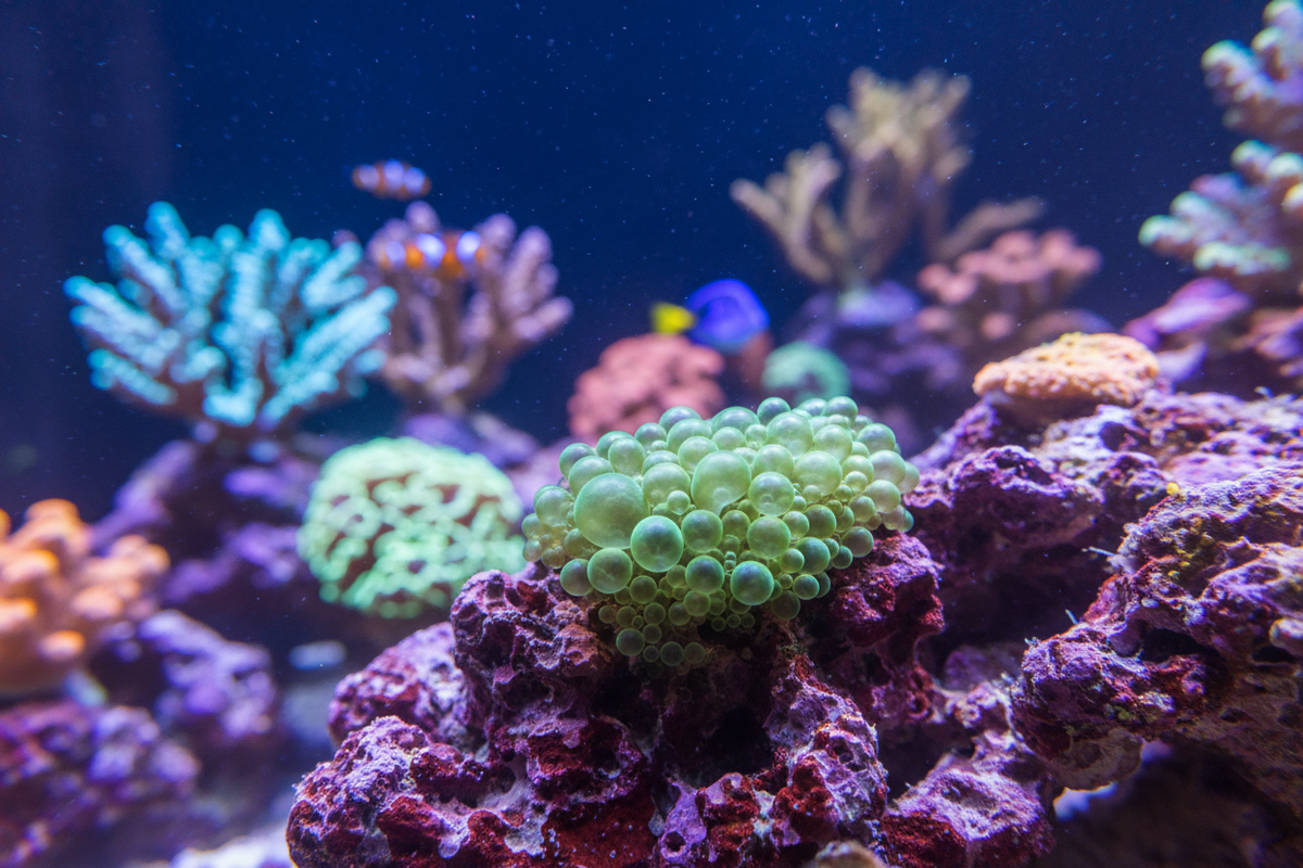 How to Control Bubble Algae in your Reef Aquarium