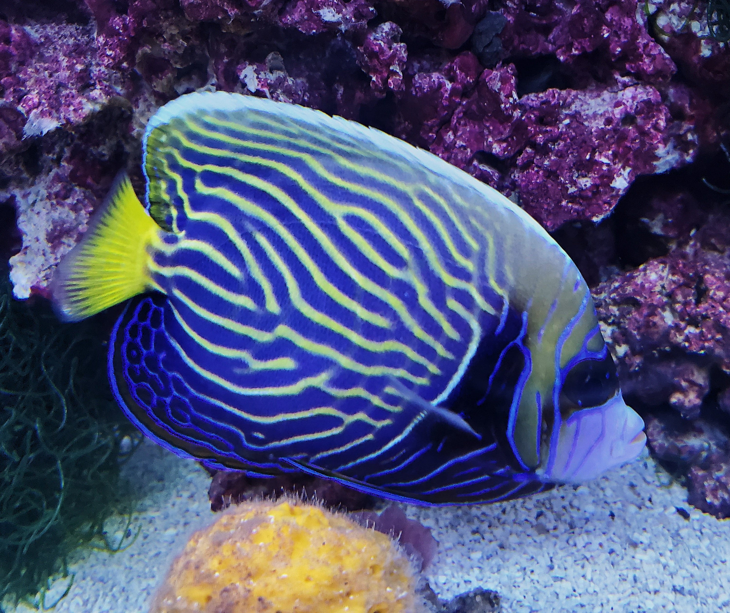 Saltwater Fish