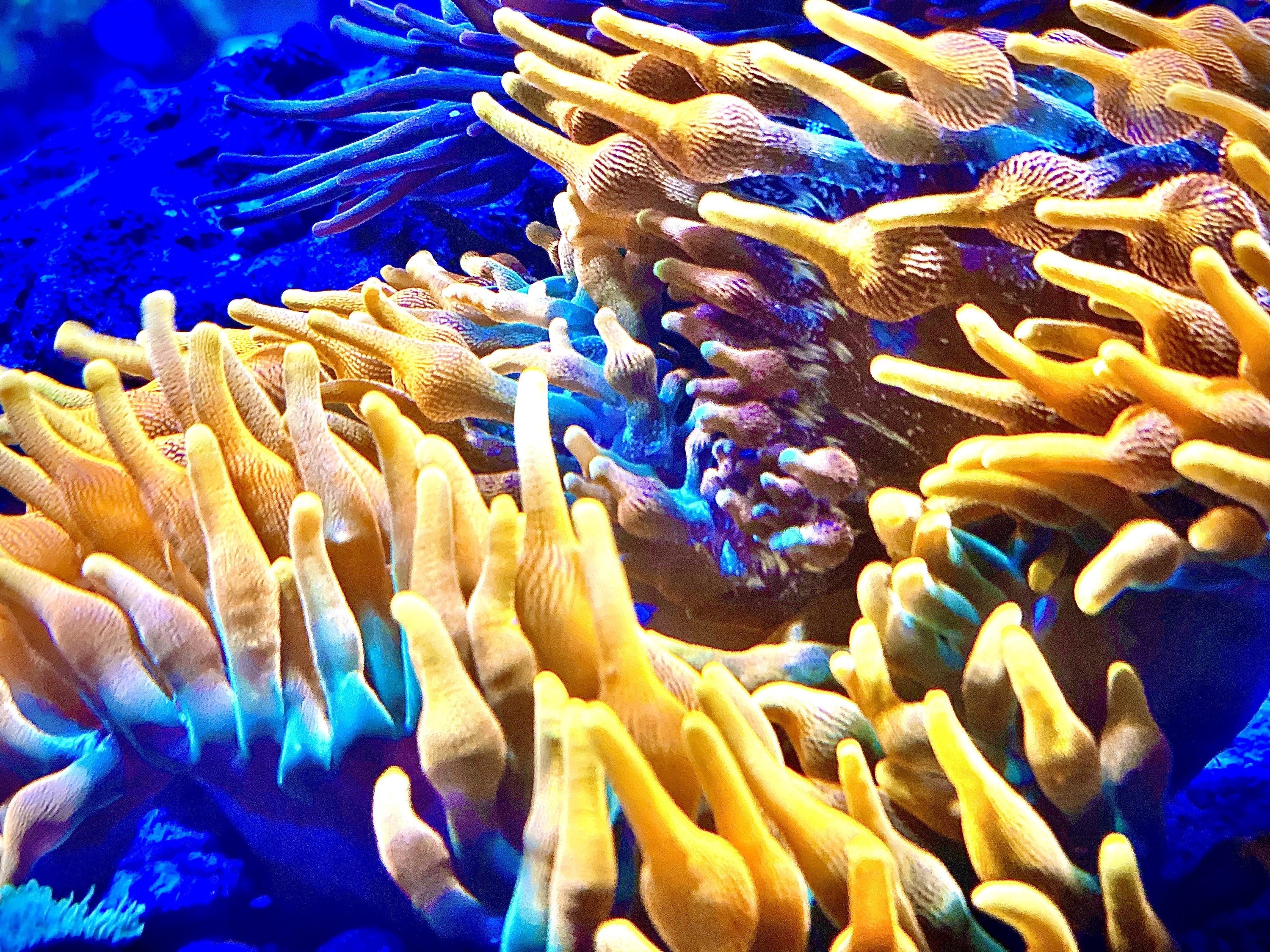 Saltwater Invertebrates