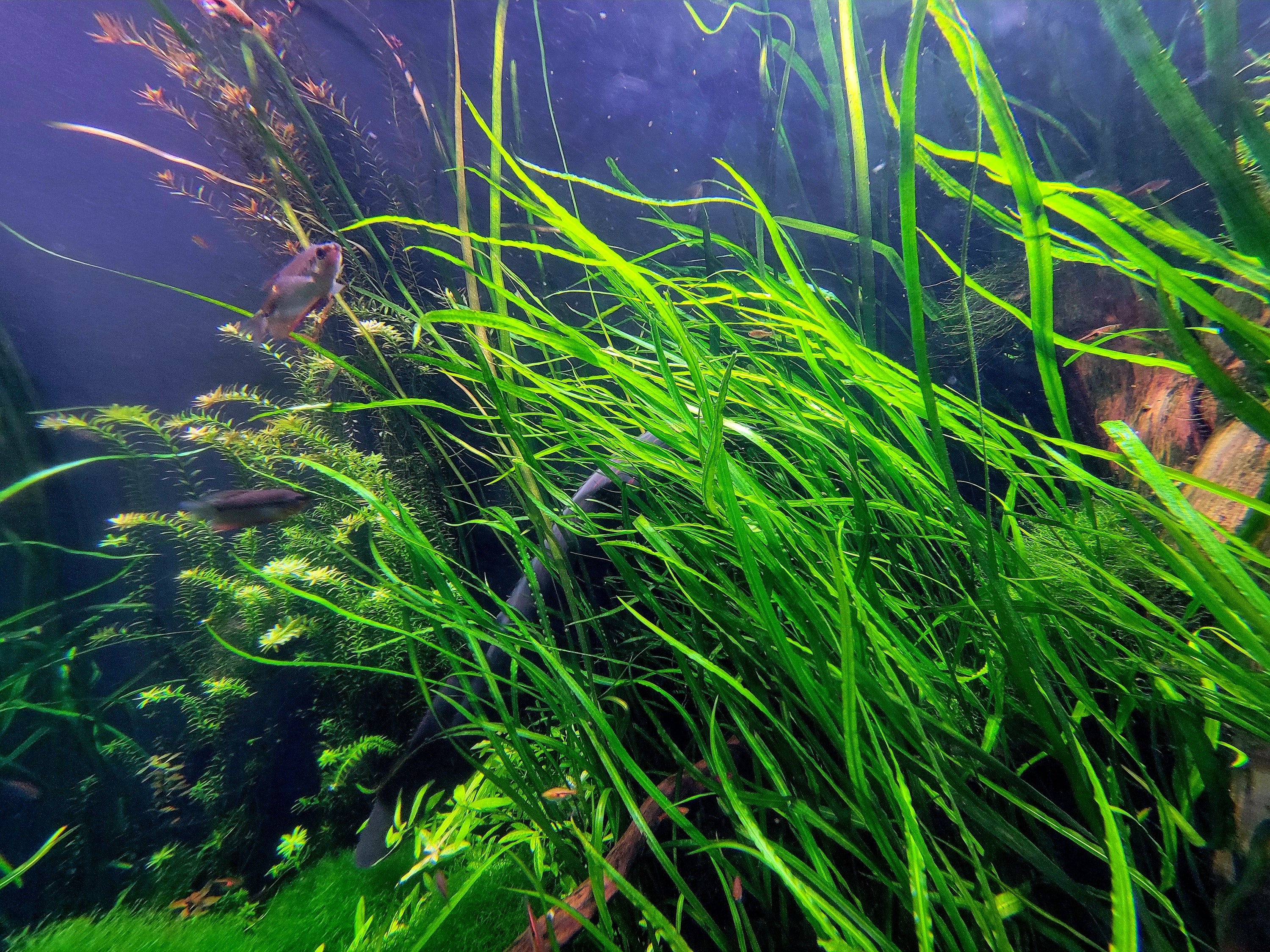 Freshwater Plants