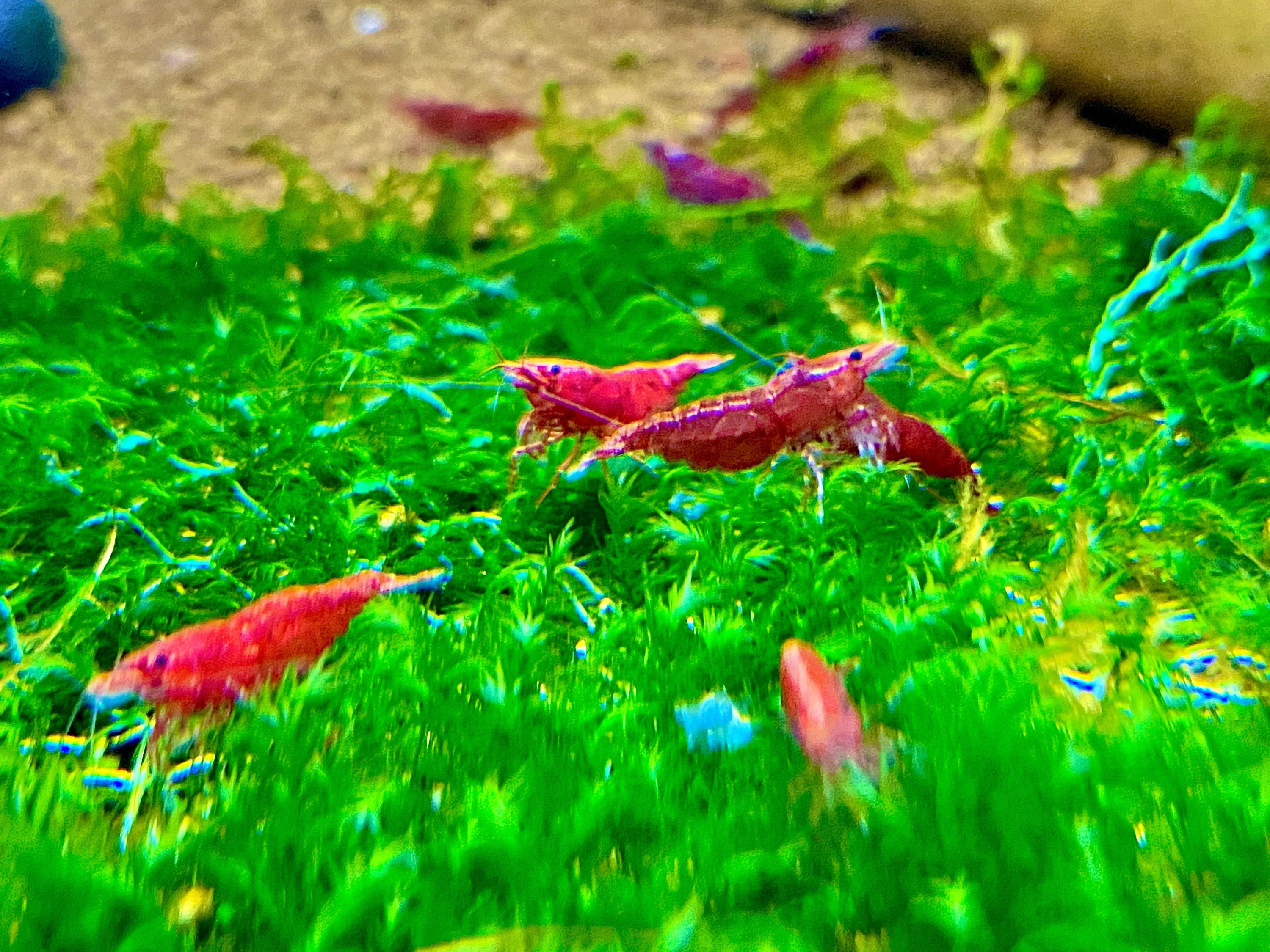 Freshwater Invertebrates