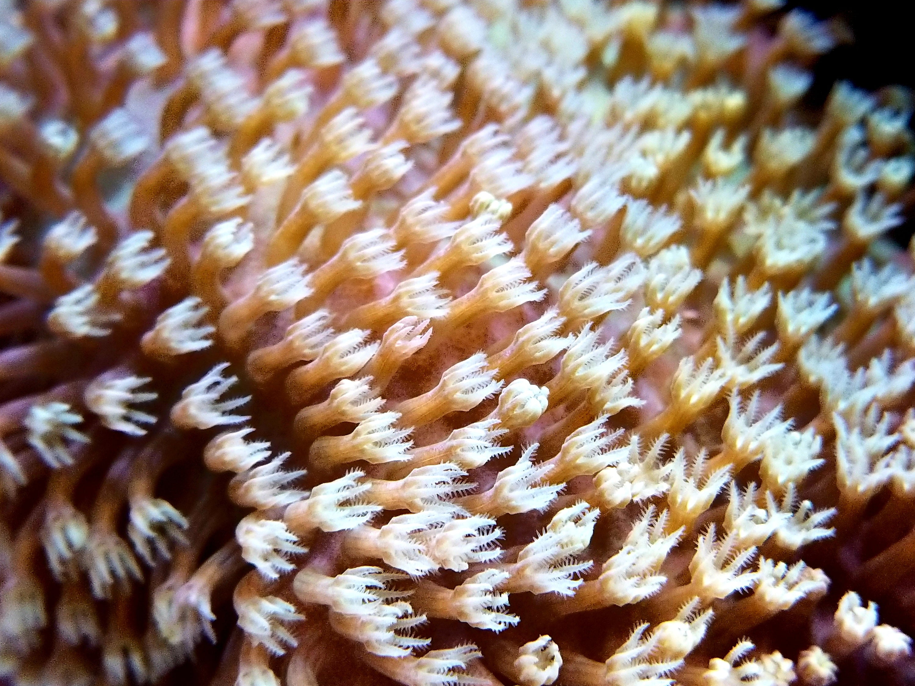 Soft Coral