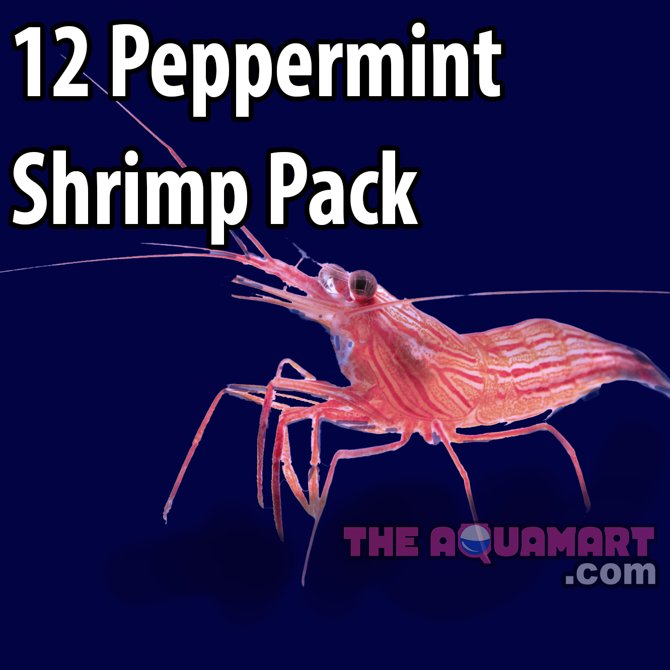 Peppermint Shrimp