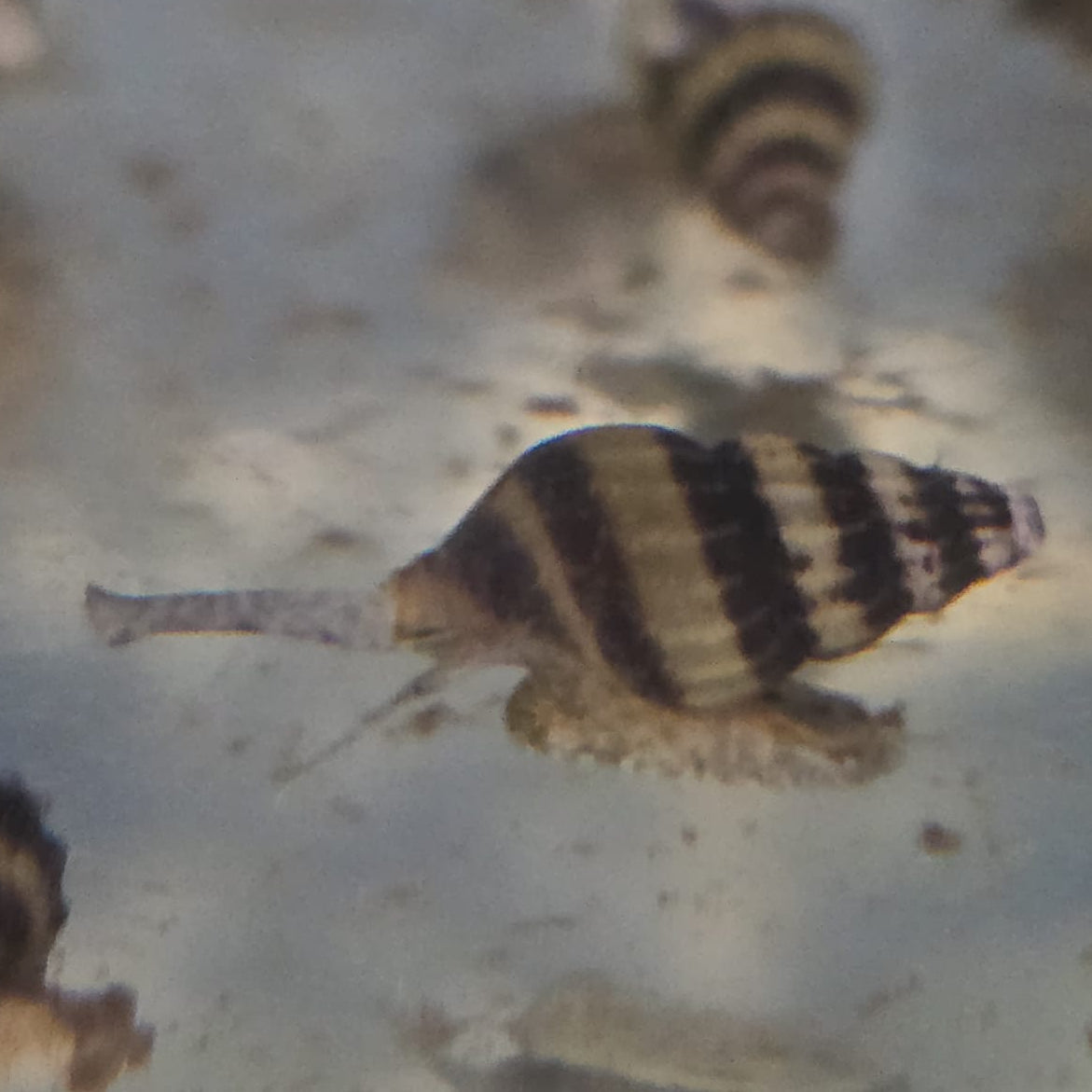 Assassin Snail