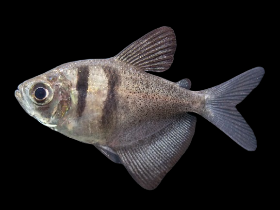 [SIX PACK] Black Skirt Tetra - Gymnocorymbus Ternetzi