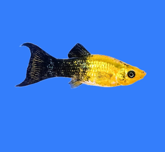 Gold and Black Lyretail Molly - 1.5-3"
