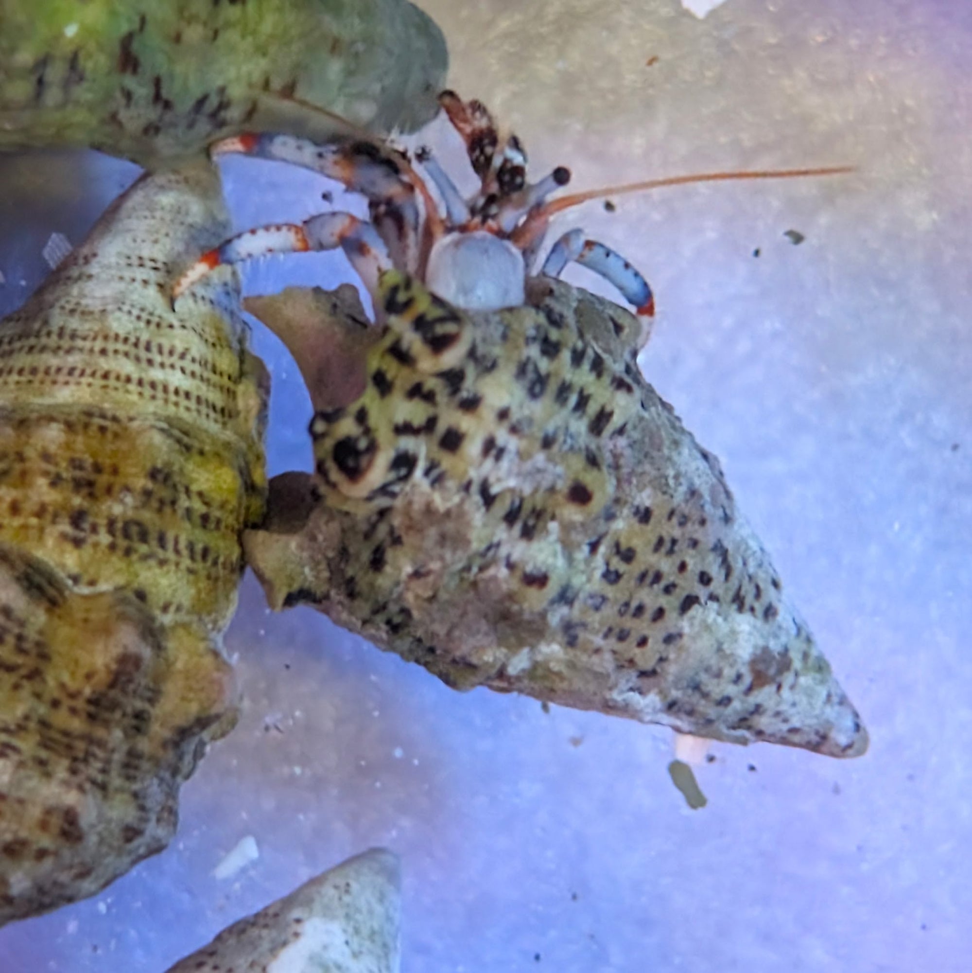 Blue Leg Hermit Crab