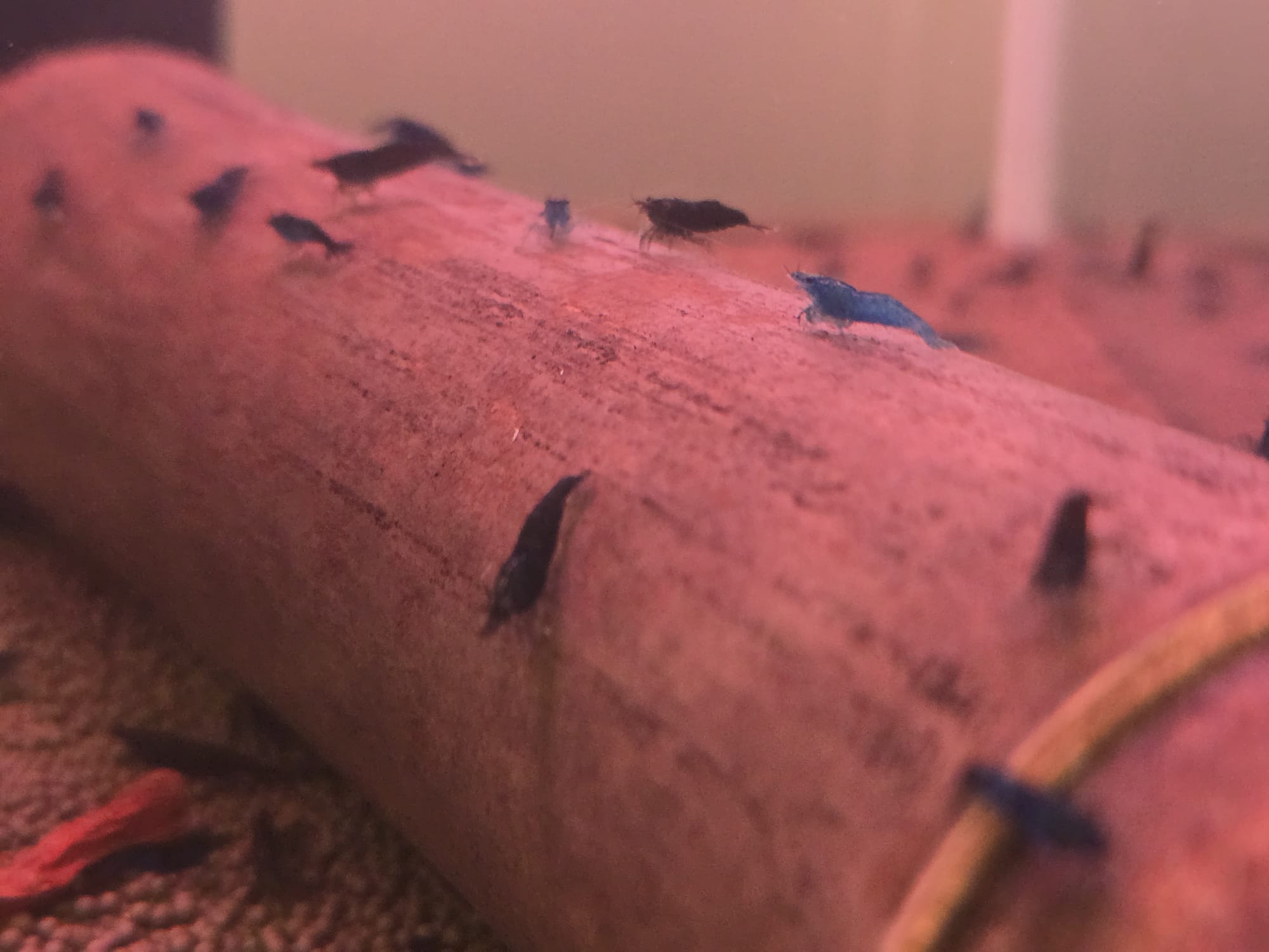 Blue Dream Shrimp