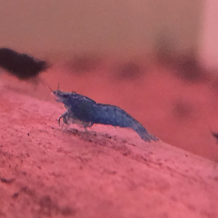 Blue Dream Shrimp