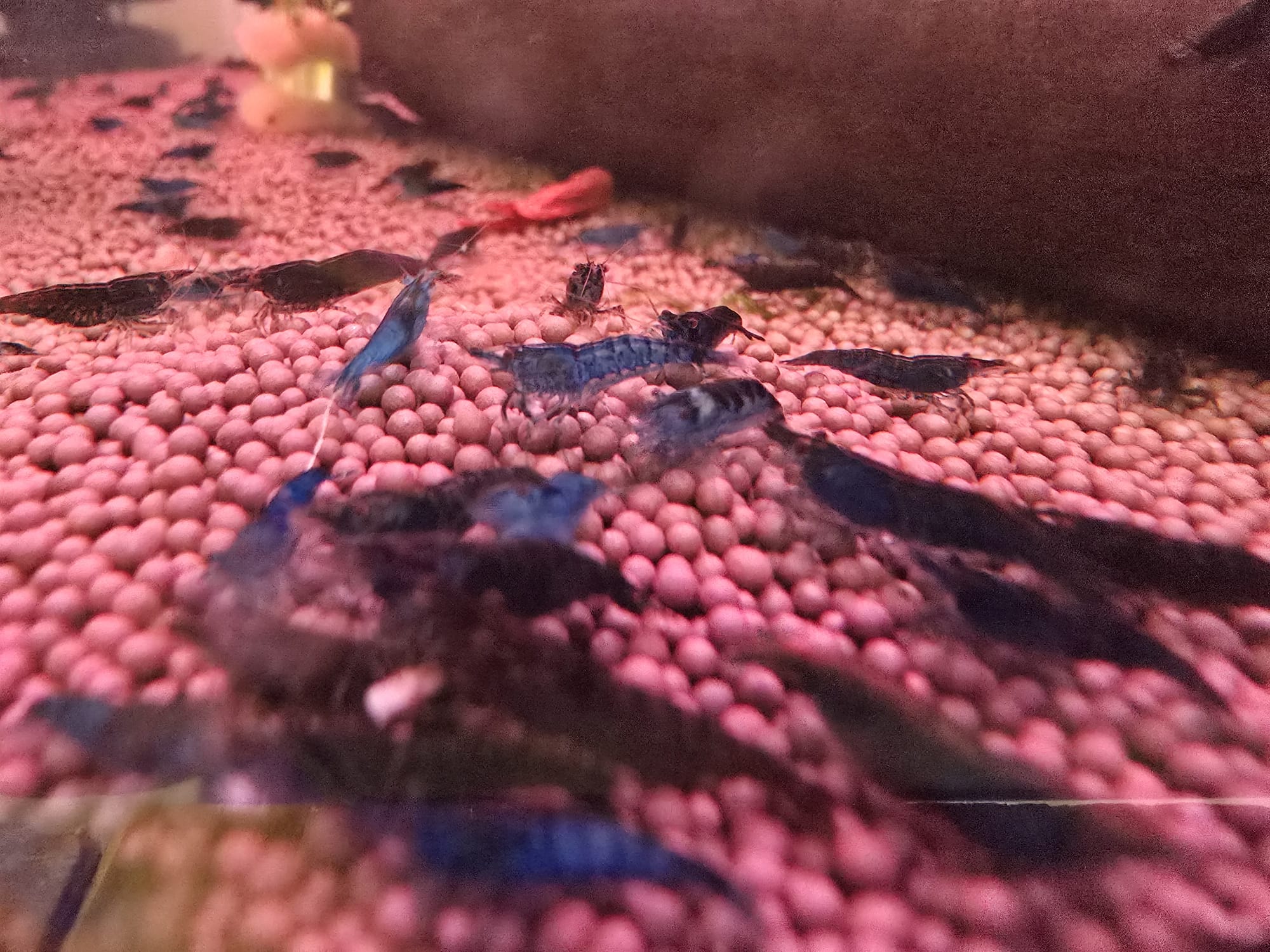Blue Dream Shrimp