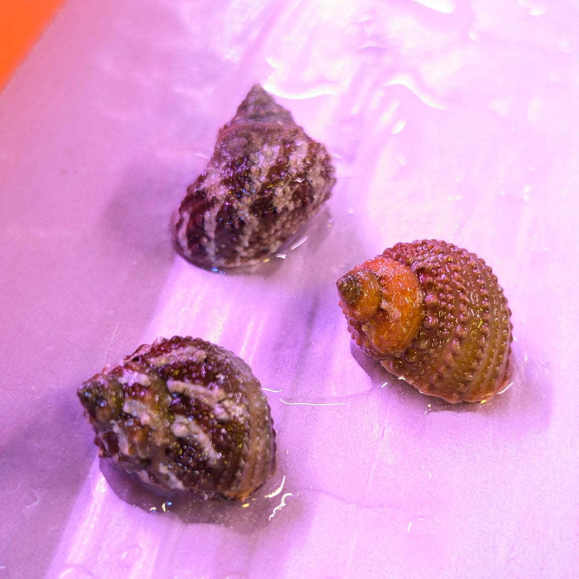 Cateye Snail