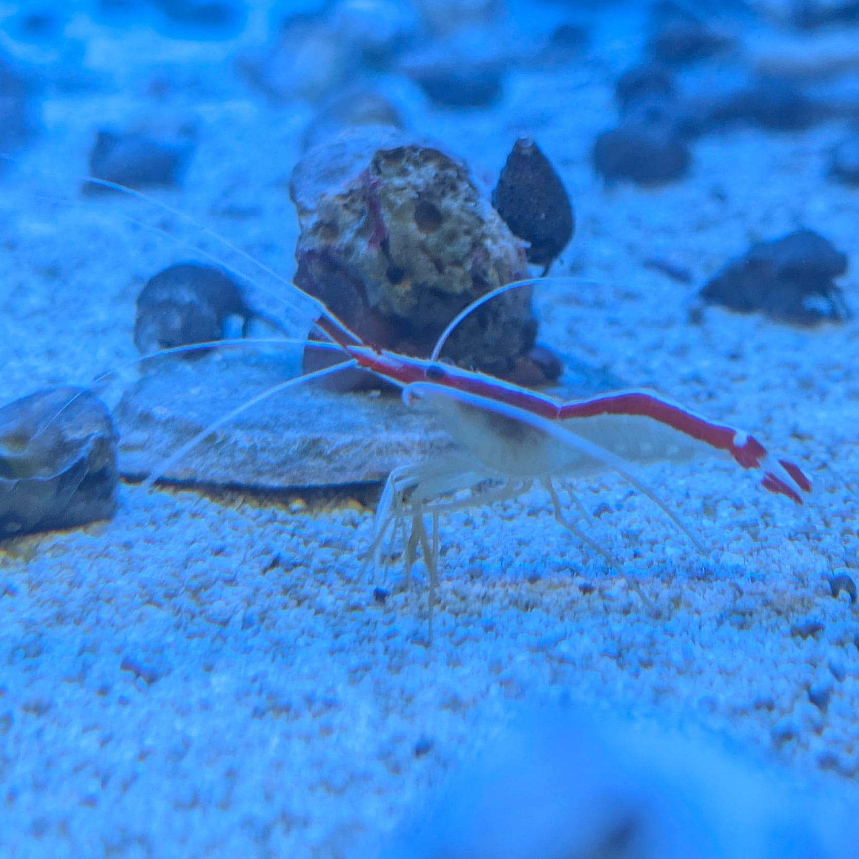 Skunk Cleaner Shrimp