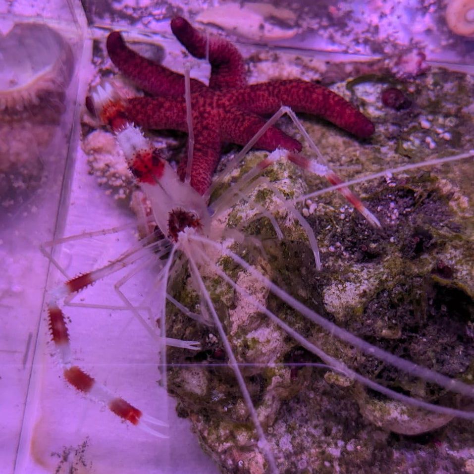 Coral Banded Shrimp