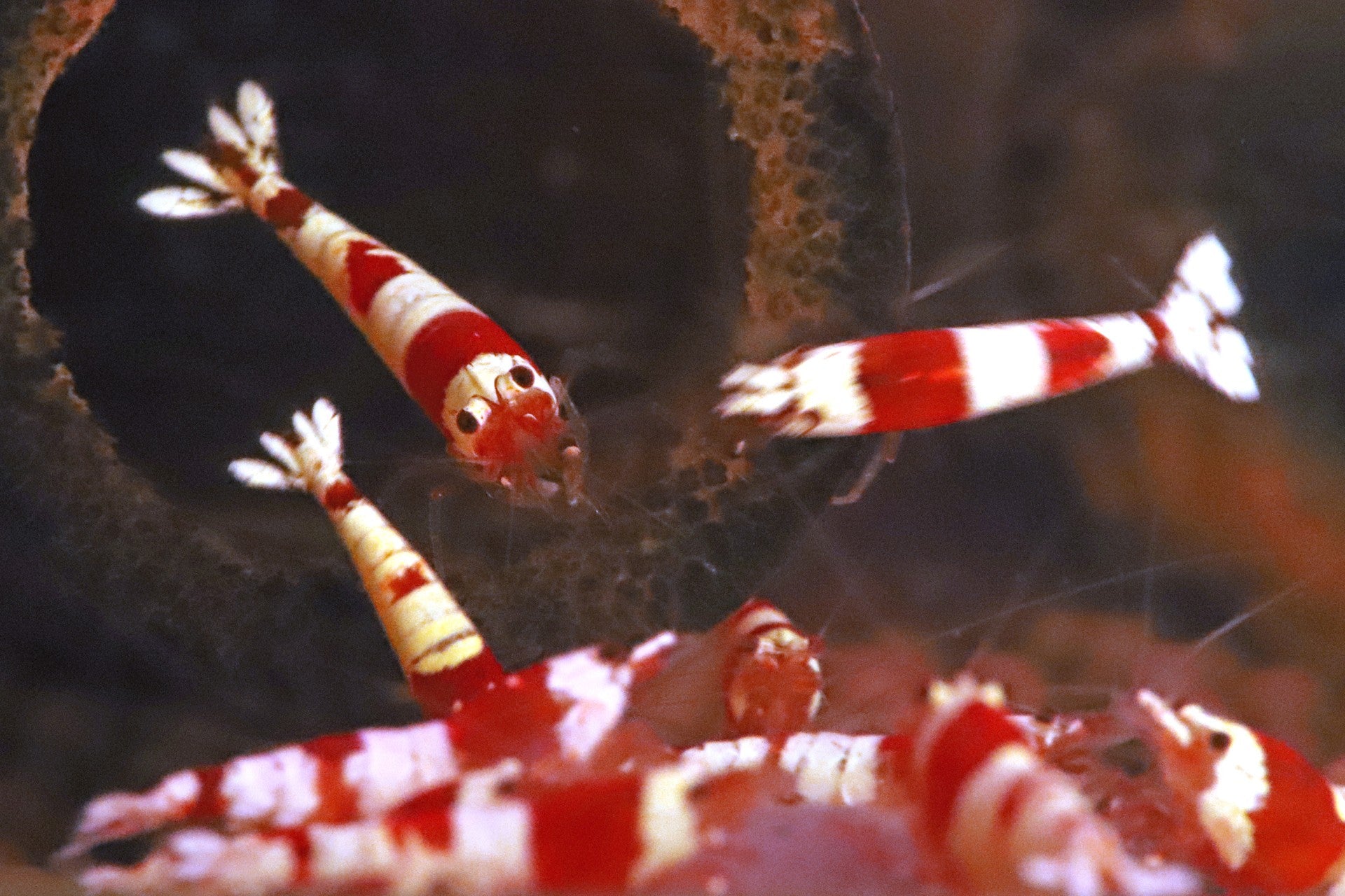 Crystal Shrimp (Pure Red Line)