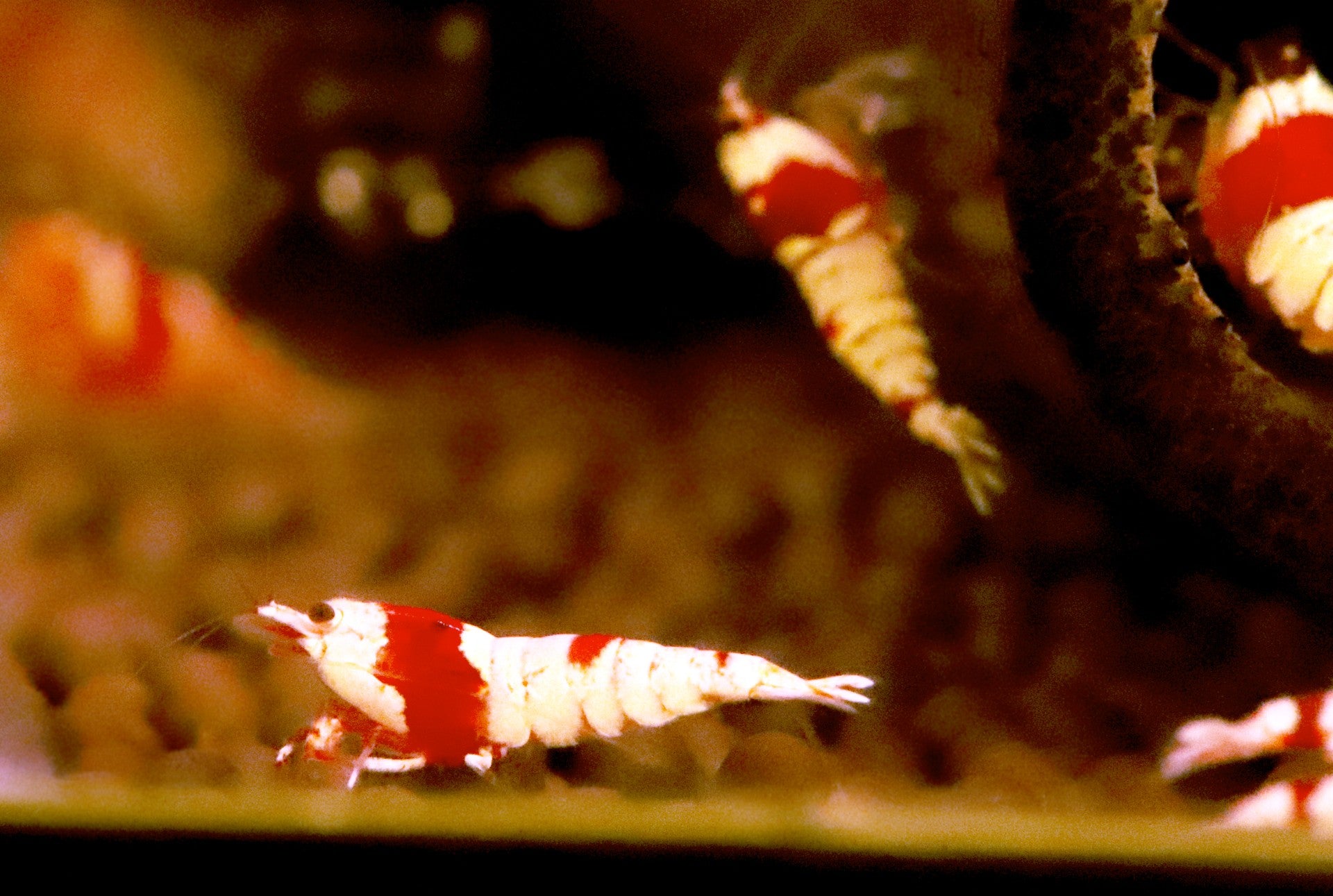 Crystal Shrimp (Pure Red Line)