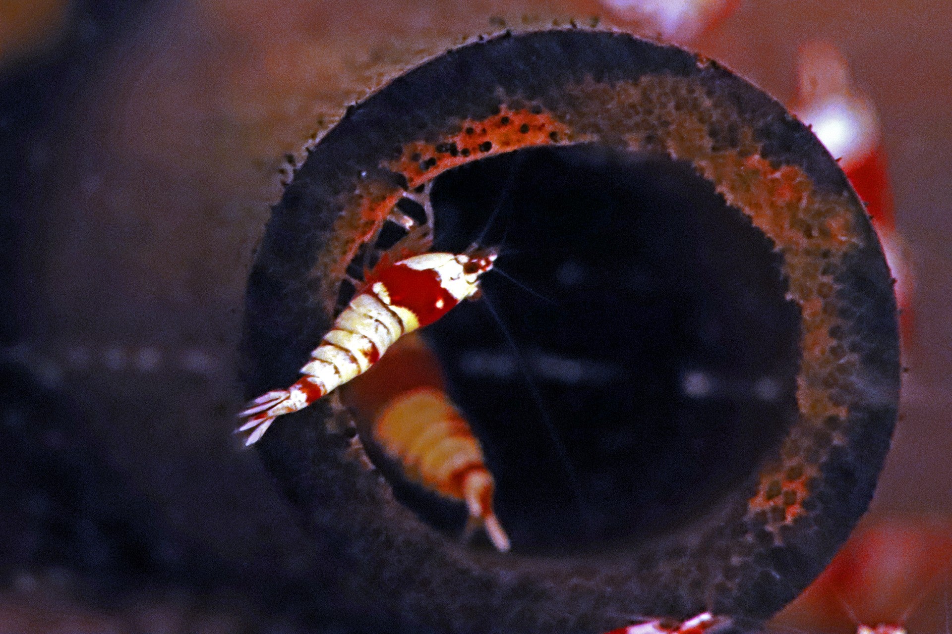 Crystal Shrimp (Pure Red Line)