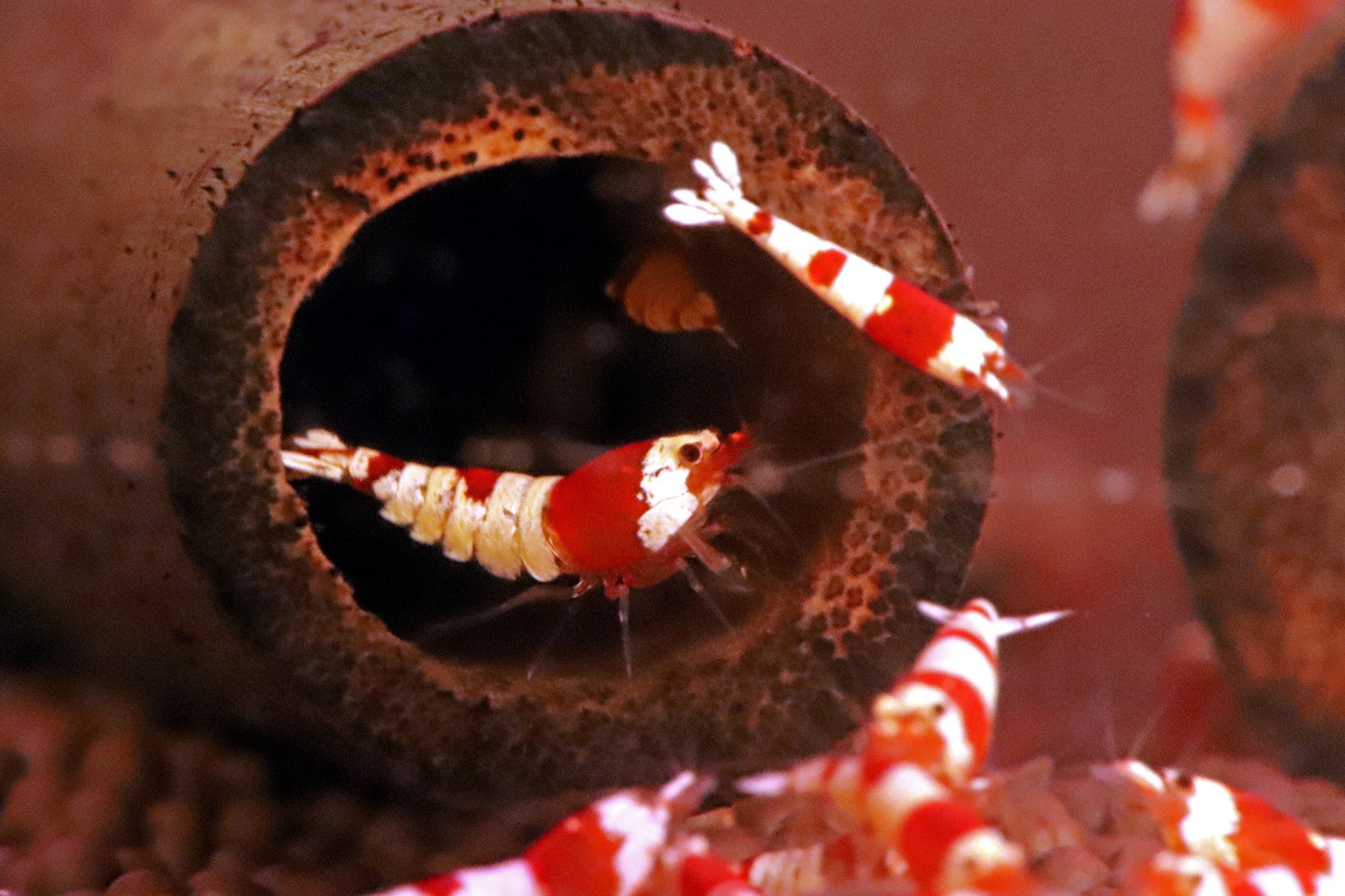 Crystal Shrimp (Pure Red Line)