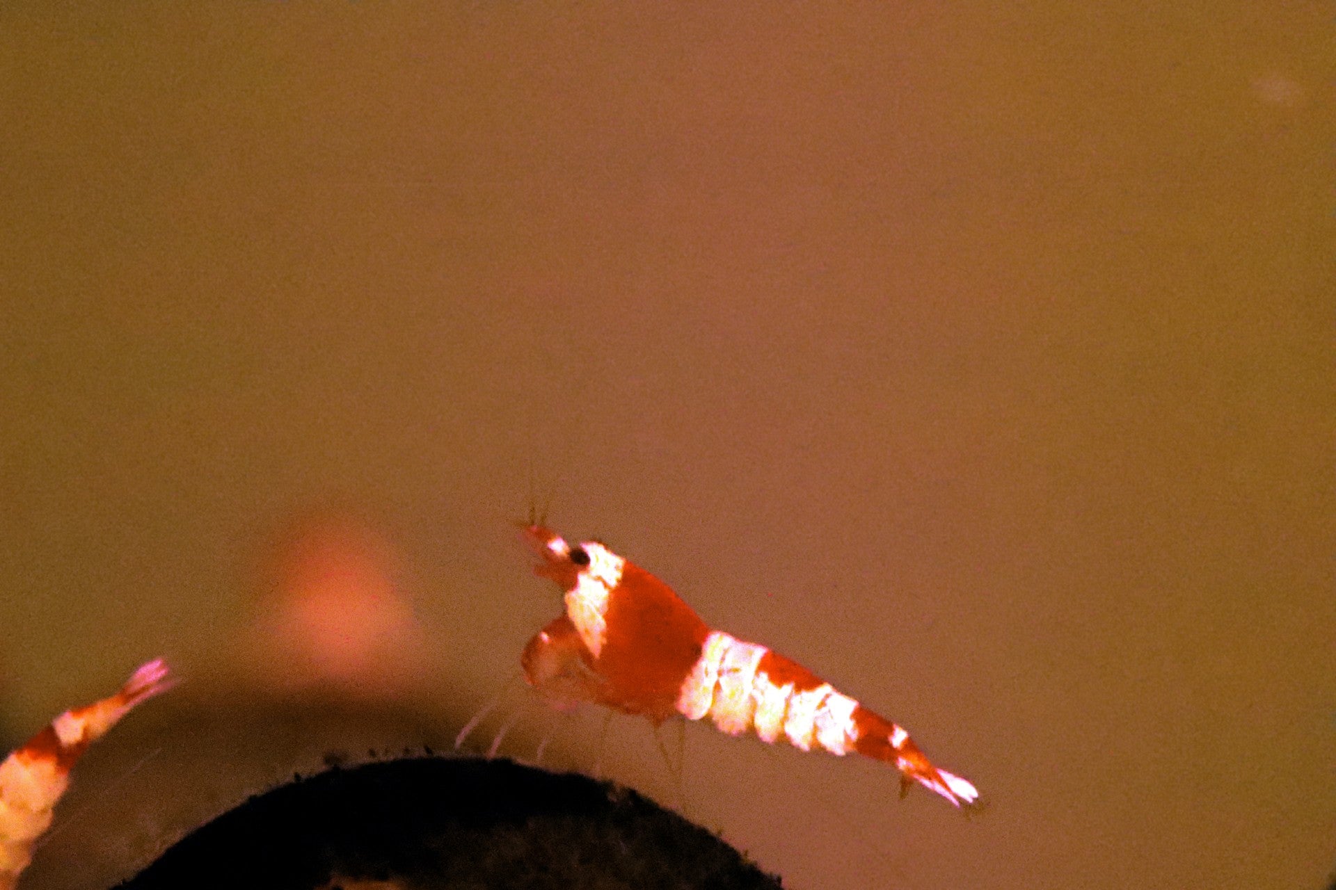 Crystal Shrimp (Pure Red Line)