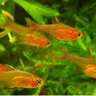 Ember Tetra