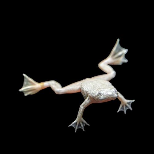 [THREE PACK] Blonde/Golden African Dwarf Frogs - Hymenochirus Boettgeri