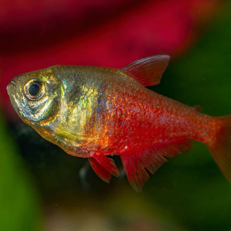 [SIX PACK] Von Rio Flame Tetra - Hyphessobrycon flammeus