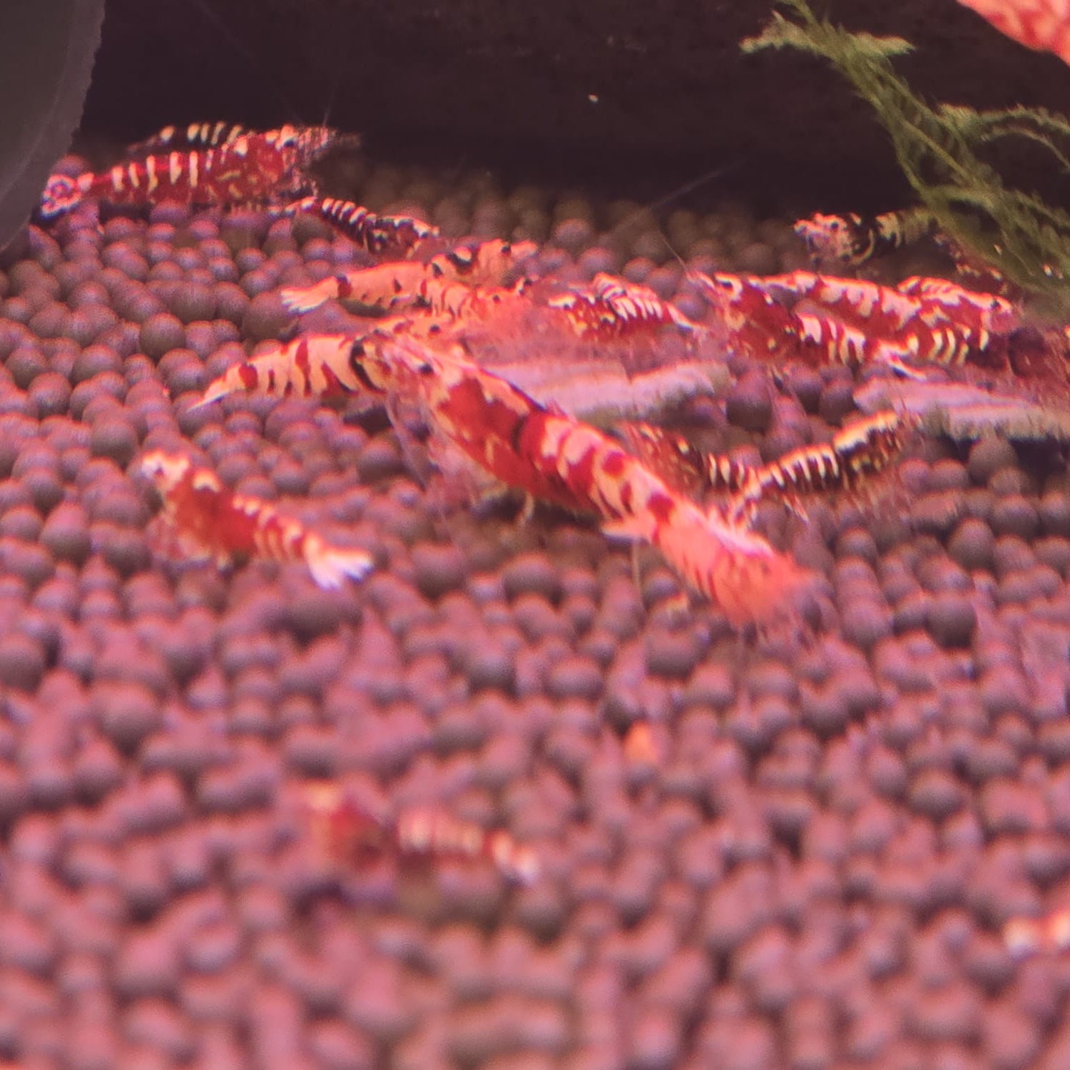 Red Galaxy Pinto Shrimp (Caridina sp.)