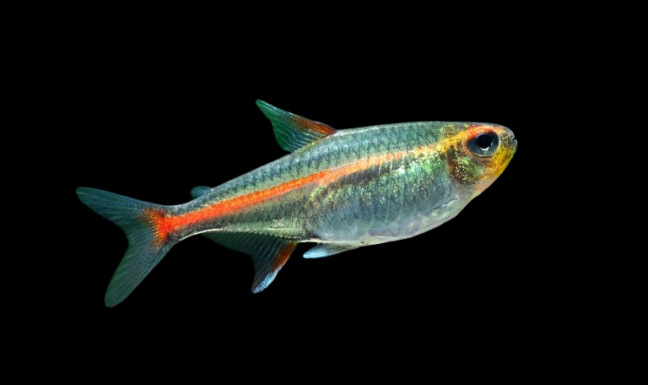 [SIX PACK] Glowlight Tetras - Hemmigrammus Erythrozonus