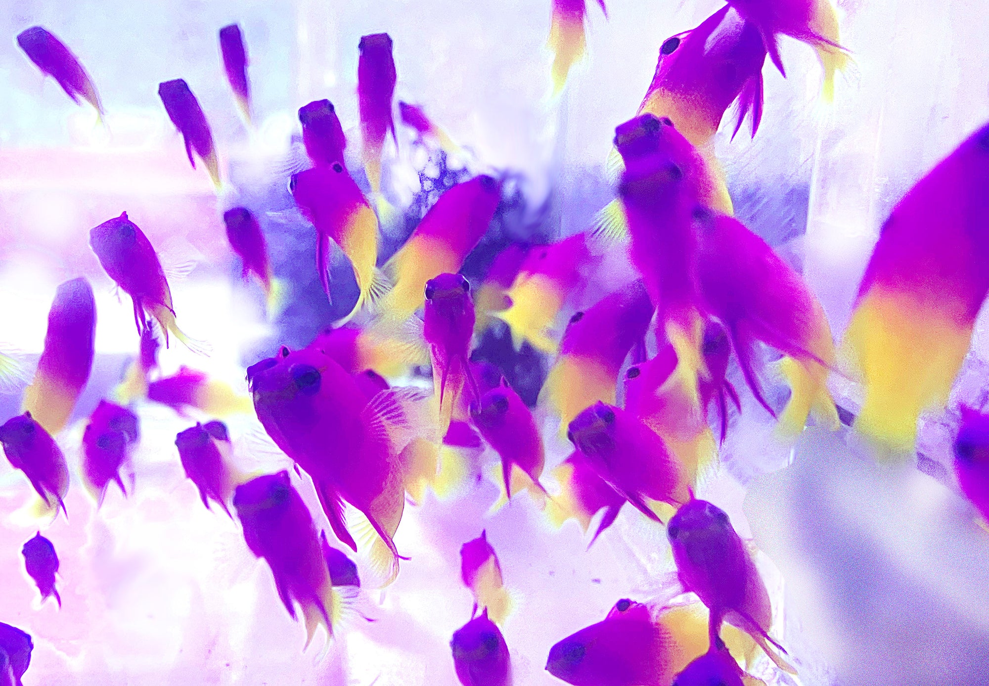 Royal Gramma Basslet Gramma loreto