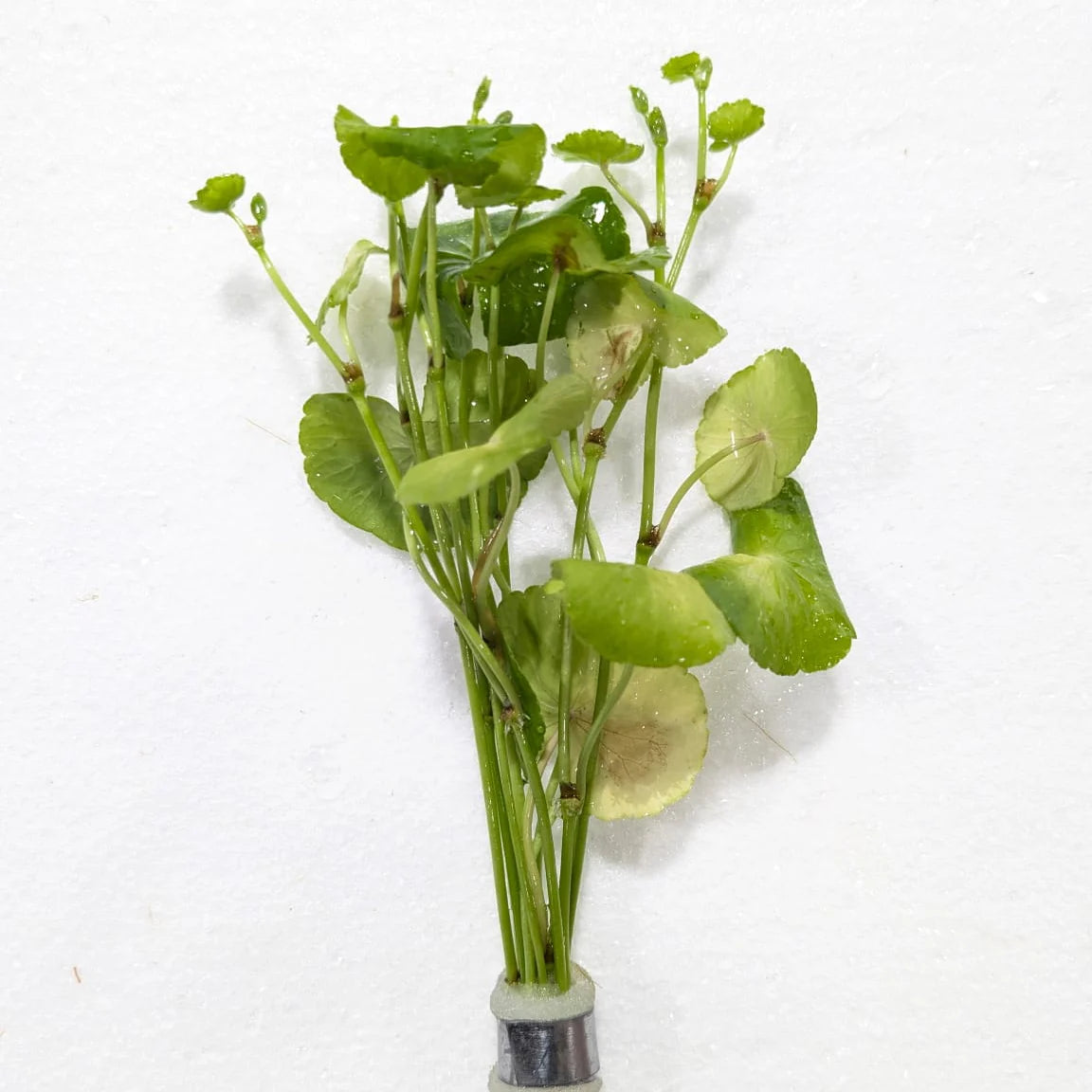 Brazilian Pennywort