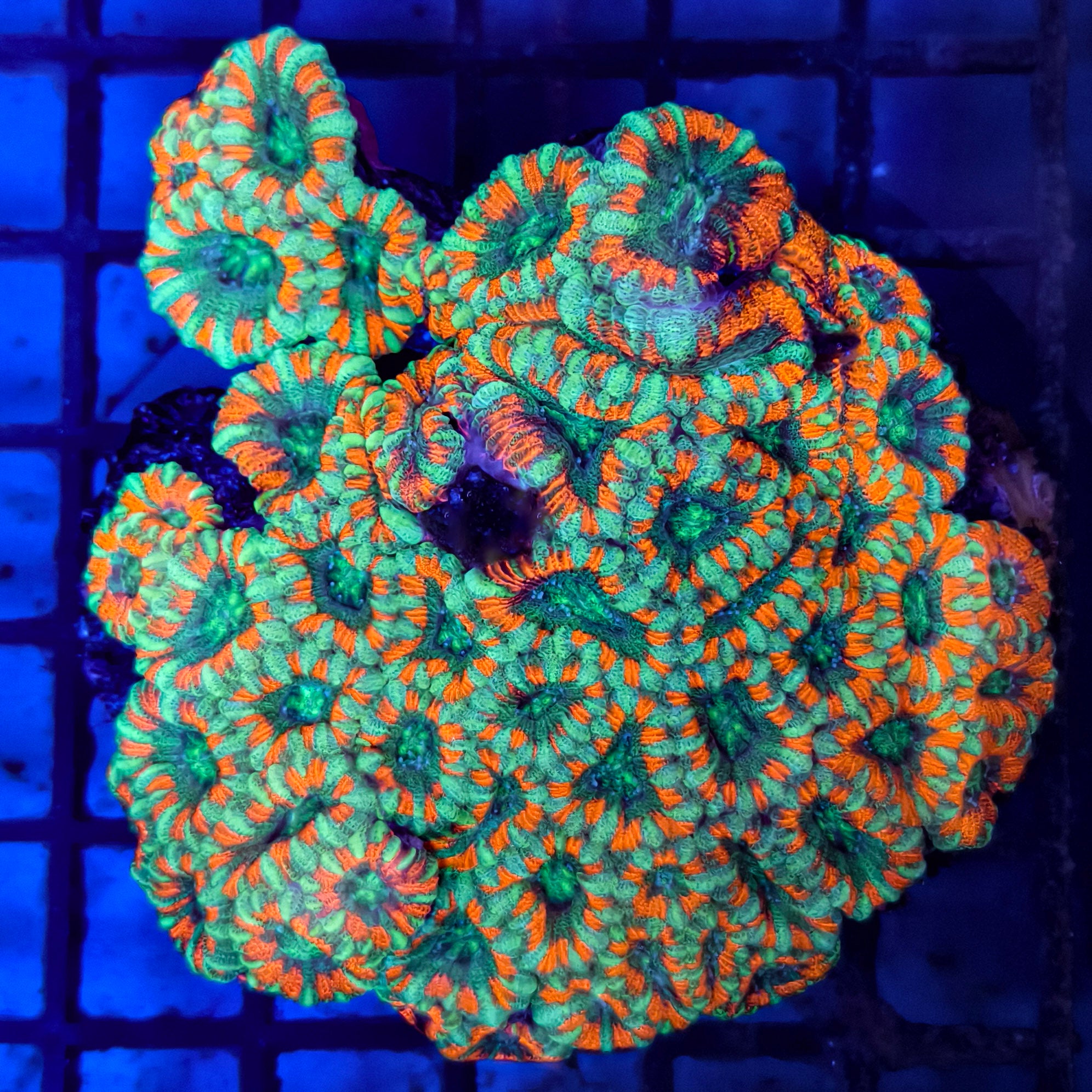 X-Mas Acan Lord