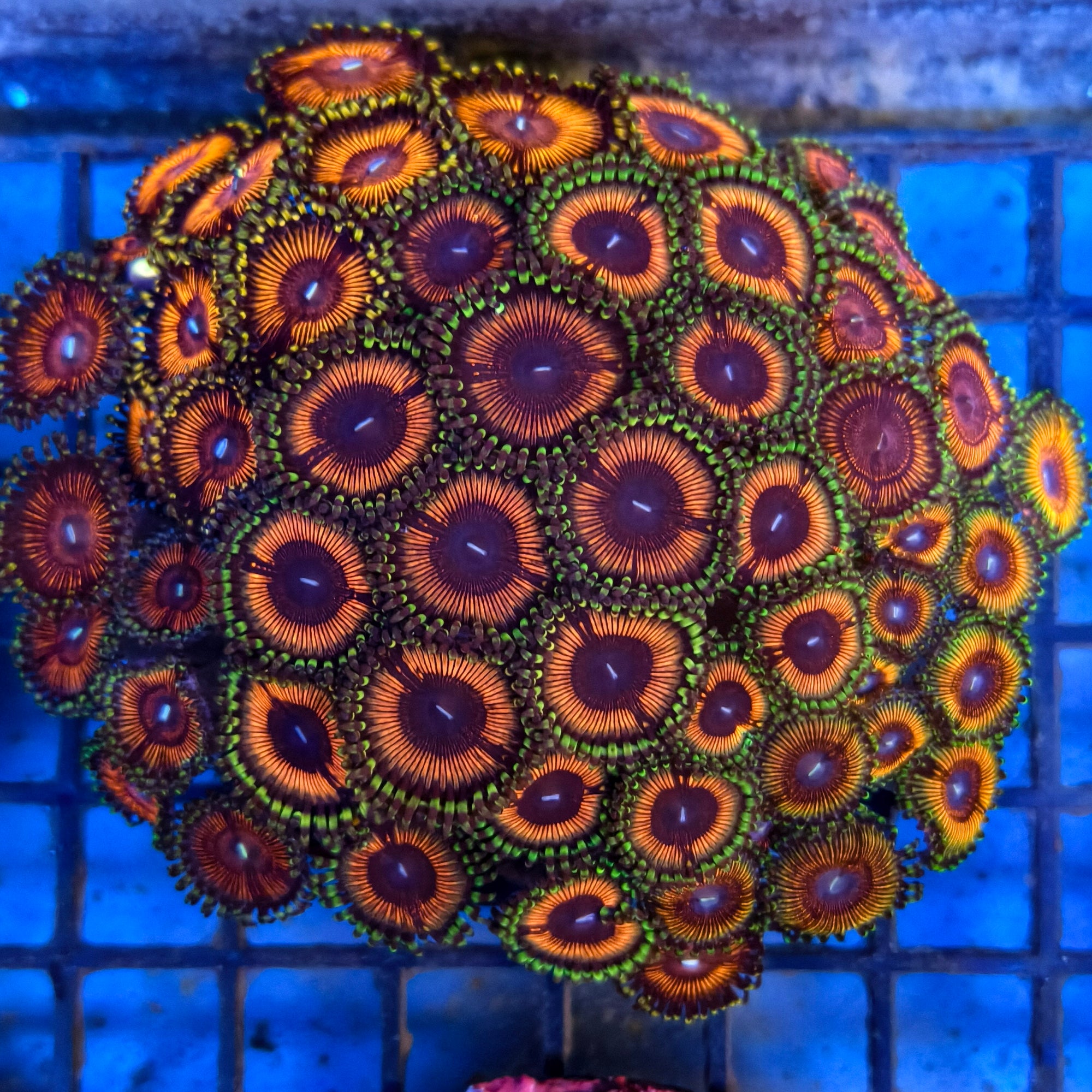 Orange Apocalypse Zoanthid Colony