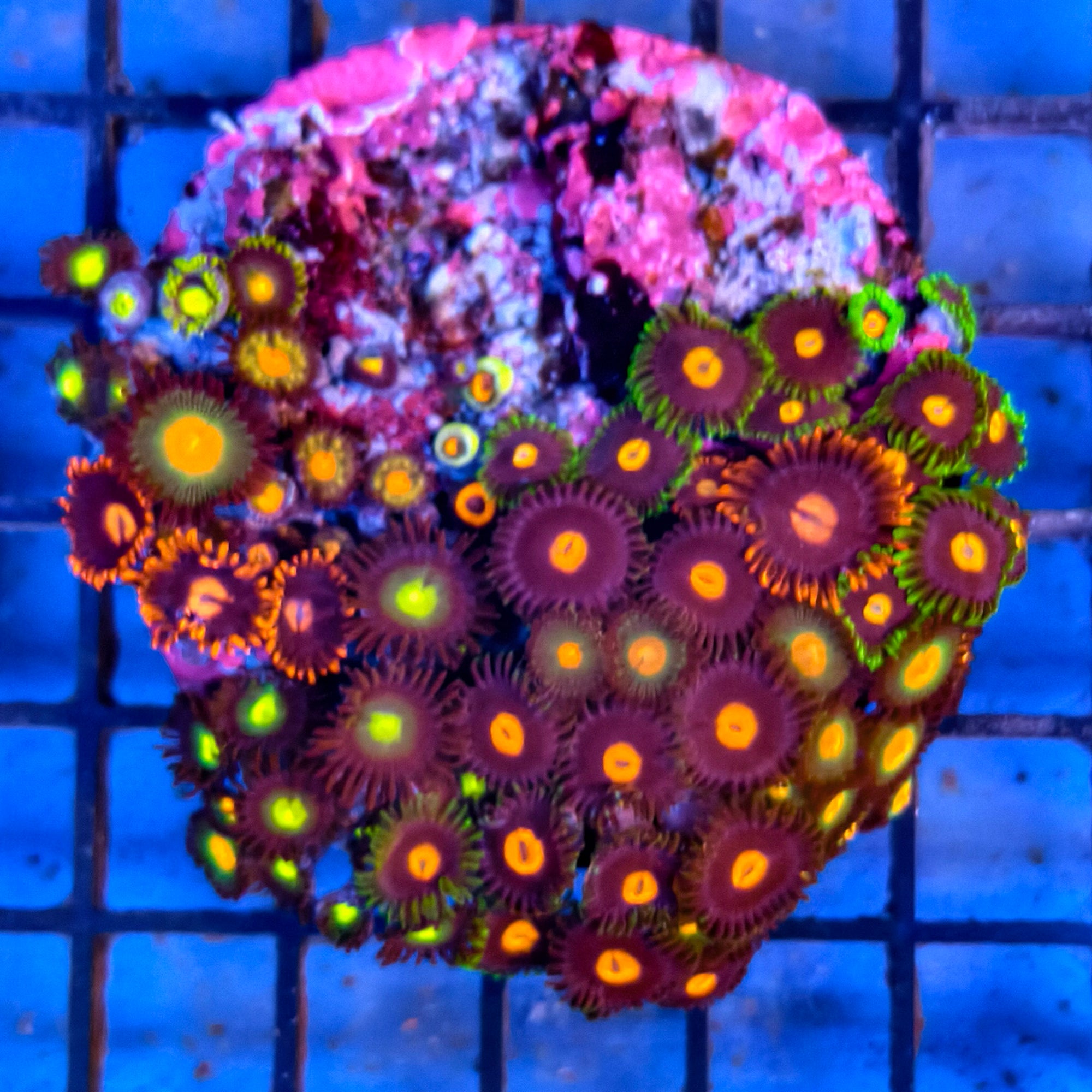 Mixed Zoanthid Polyp Garden