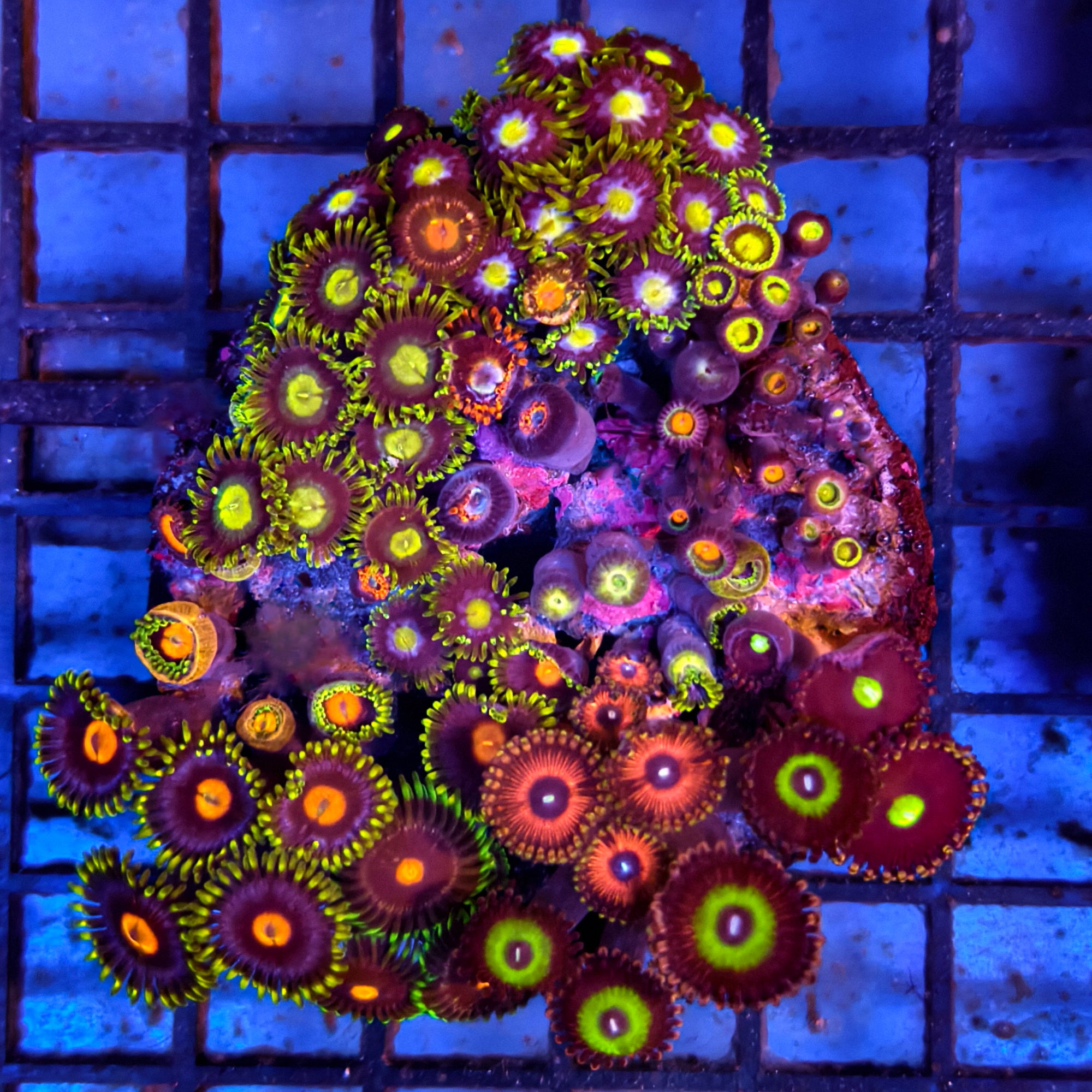 Mixed Zoanthid Polyp Garden