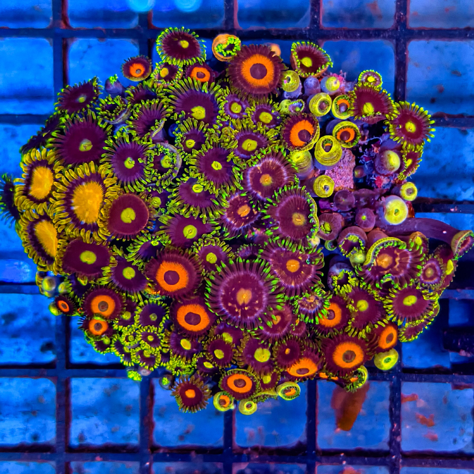 Mixed Zoanthid Polyp Garden