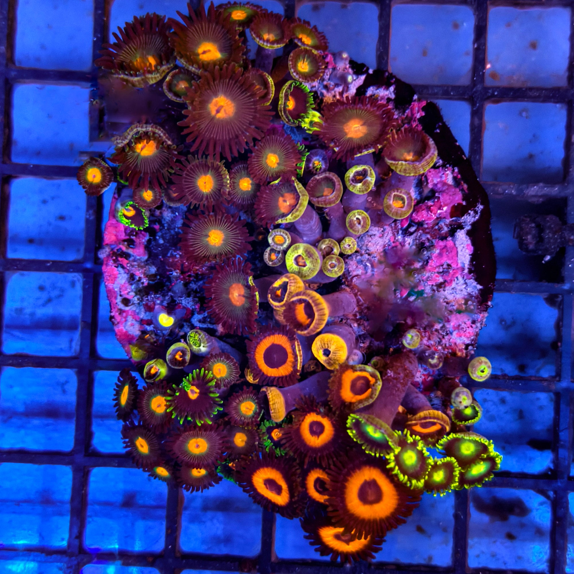 Mixed Zoanthid Polyp Garden