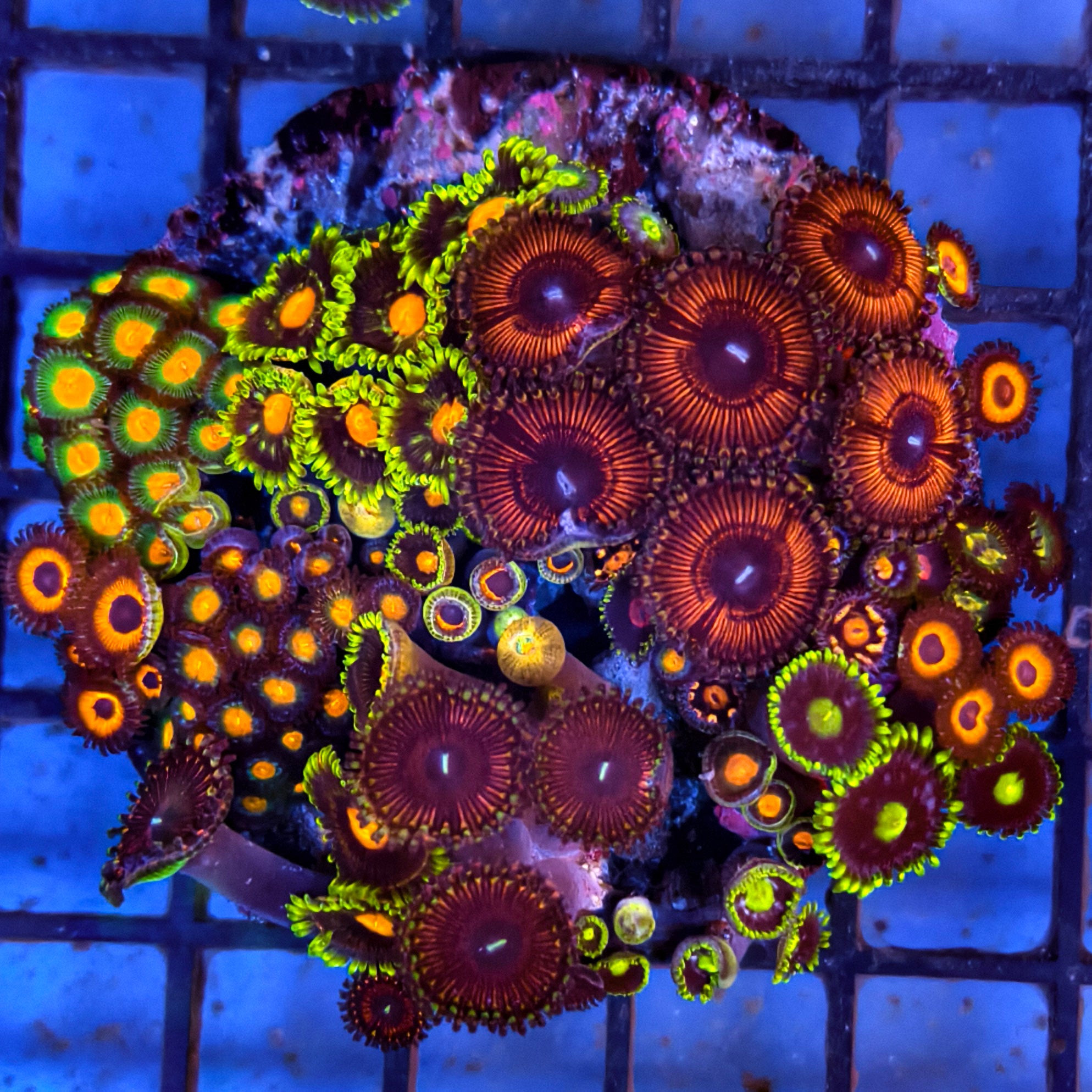 Mixed Zoanthid Polyp Garden