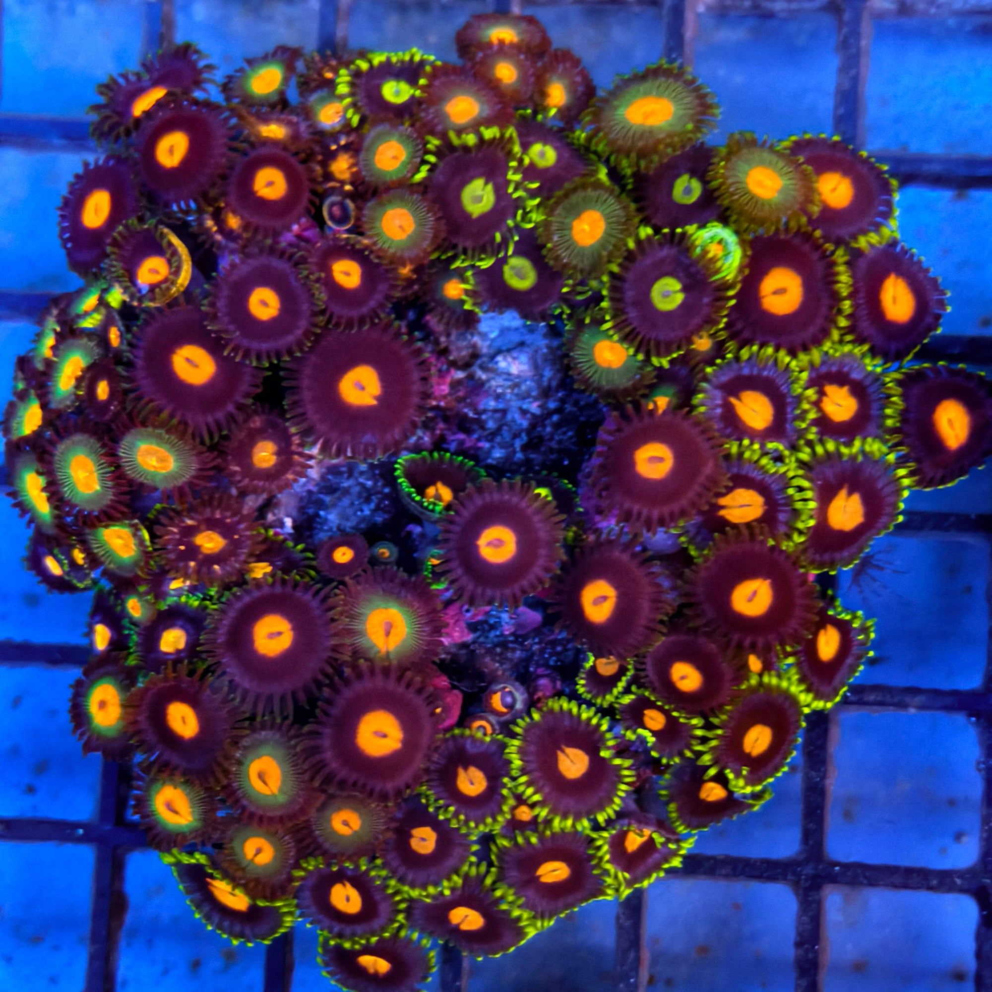 Mixed Zoanthid Polyp Garden