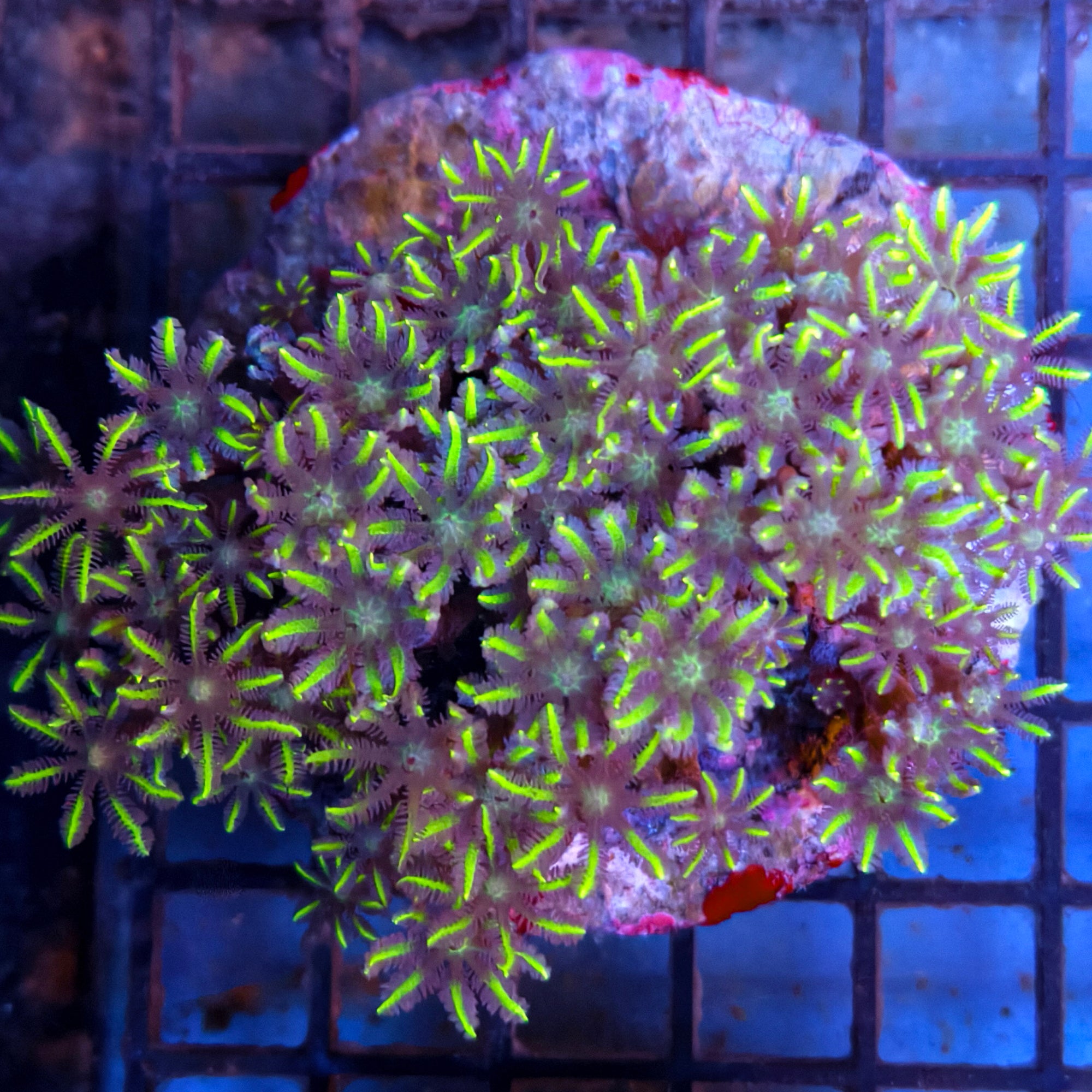 Lemon-Lime Clove Polyps
