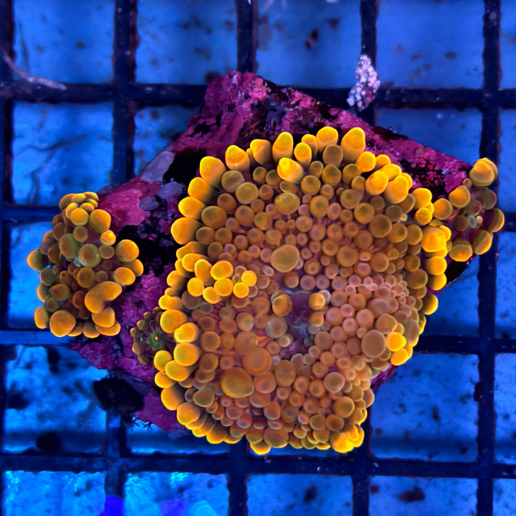 Ring of Fire Ricordea Yuma Mushroom