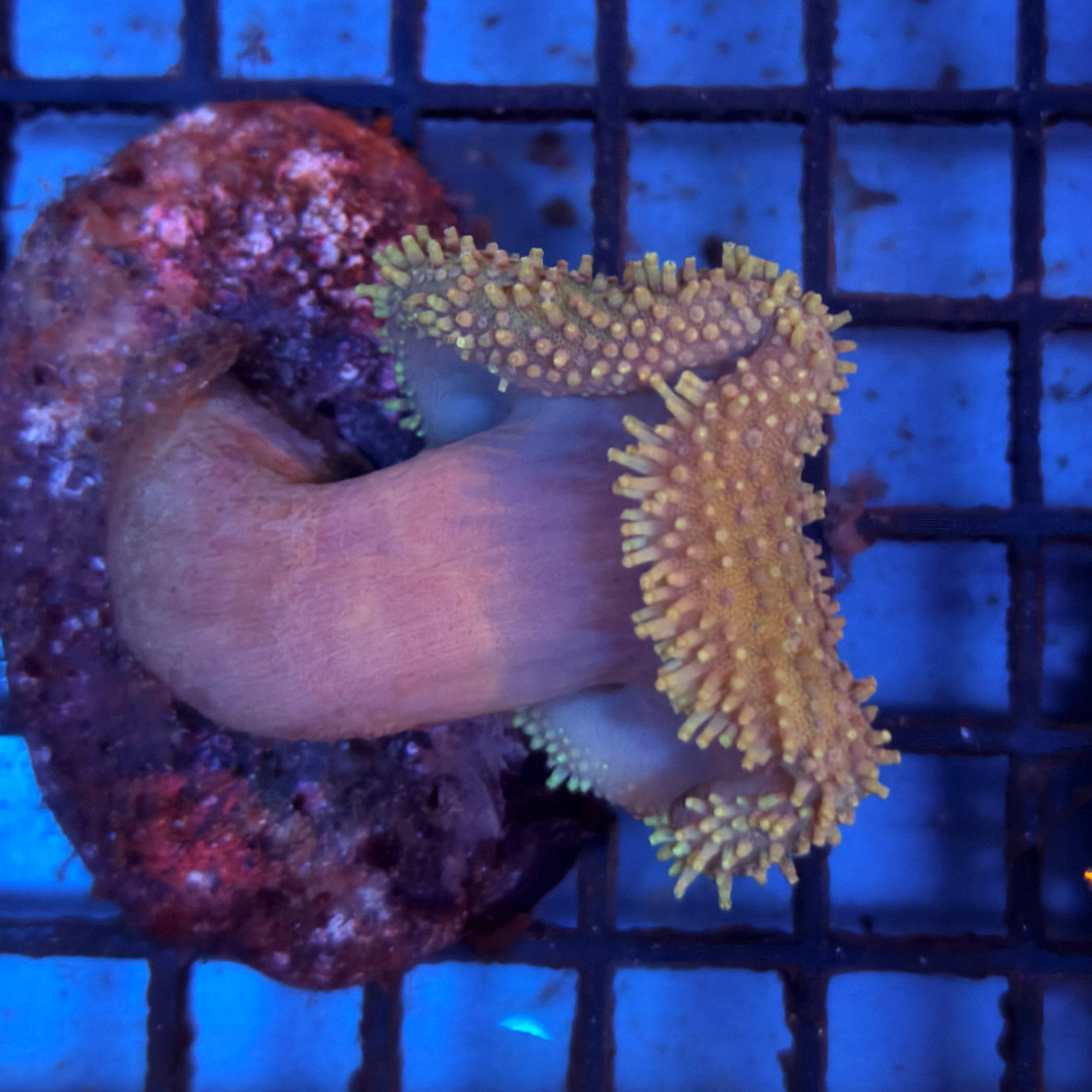 Toadstool Leather Coral