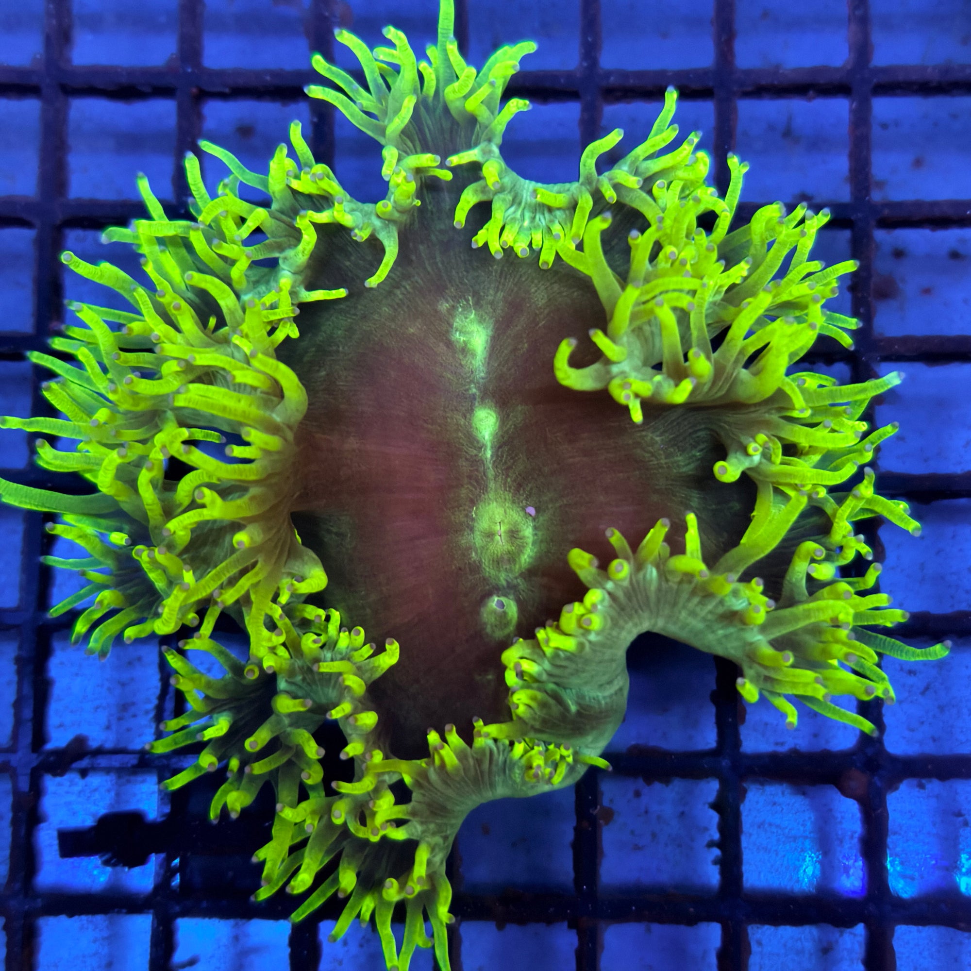 Yellow Elegance Coral