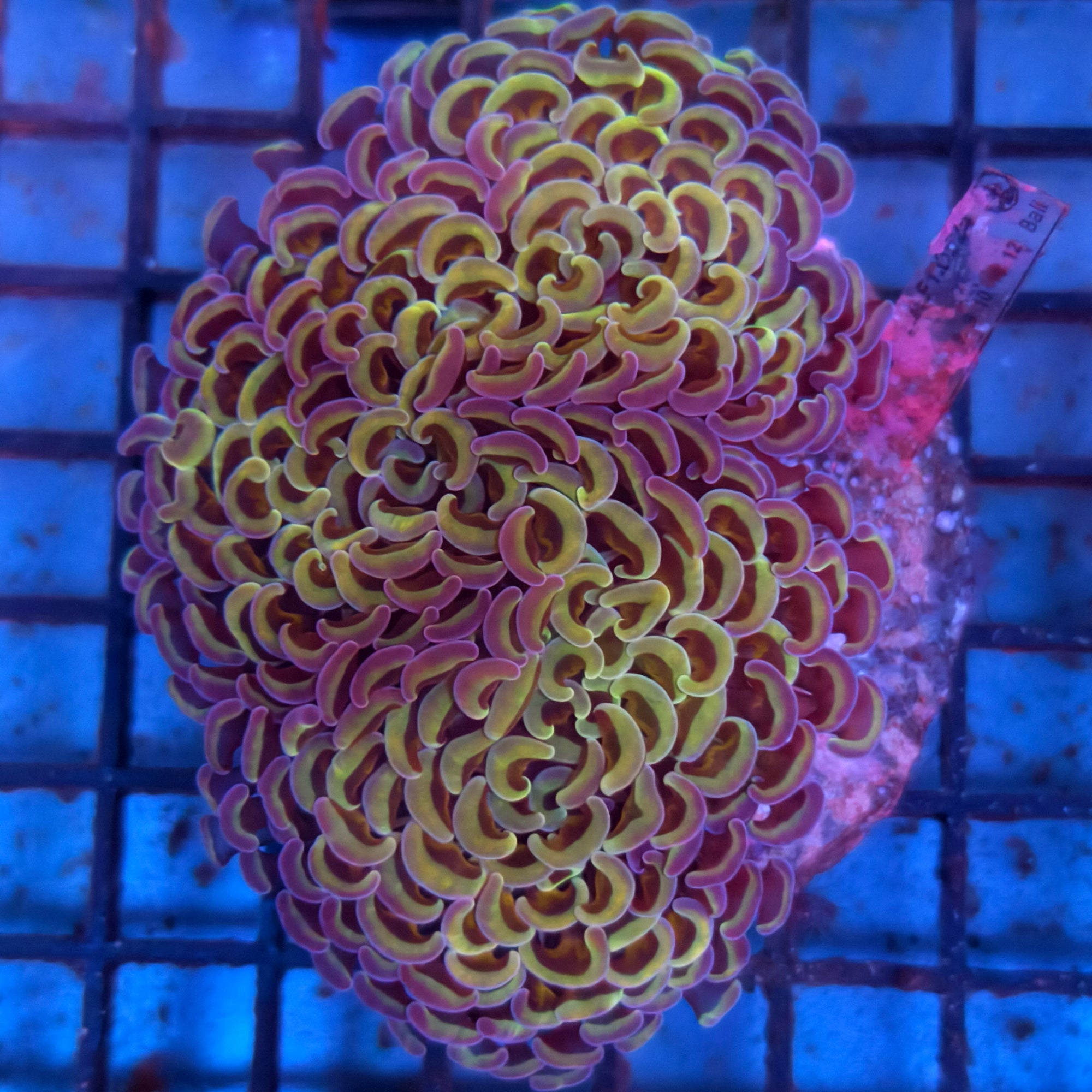 Wall Hammer - 2 Color (Purple and Green)