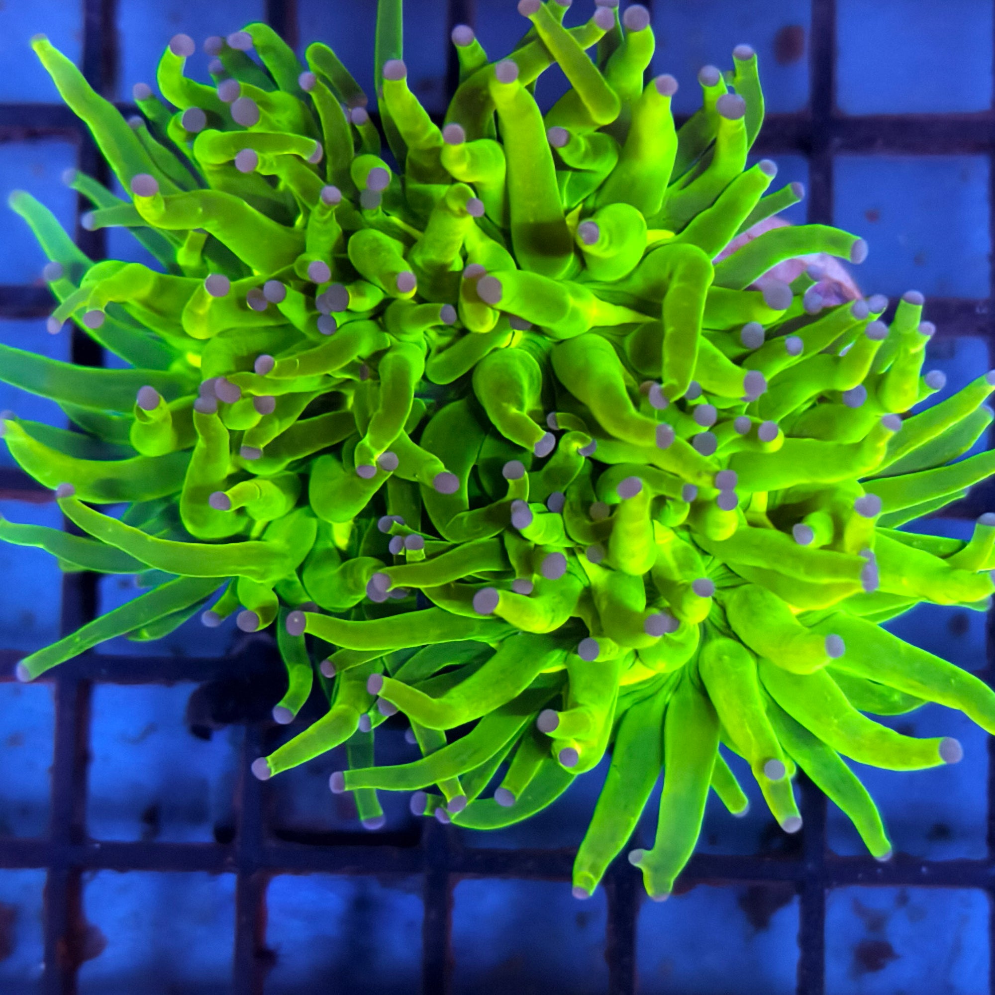 Lemon-Lime Holy Grail Torch Coral