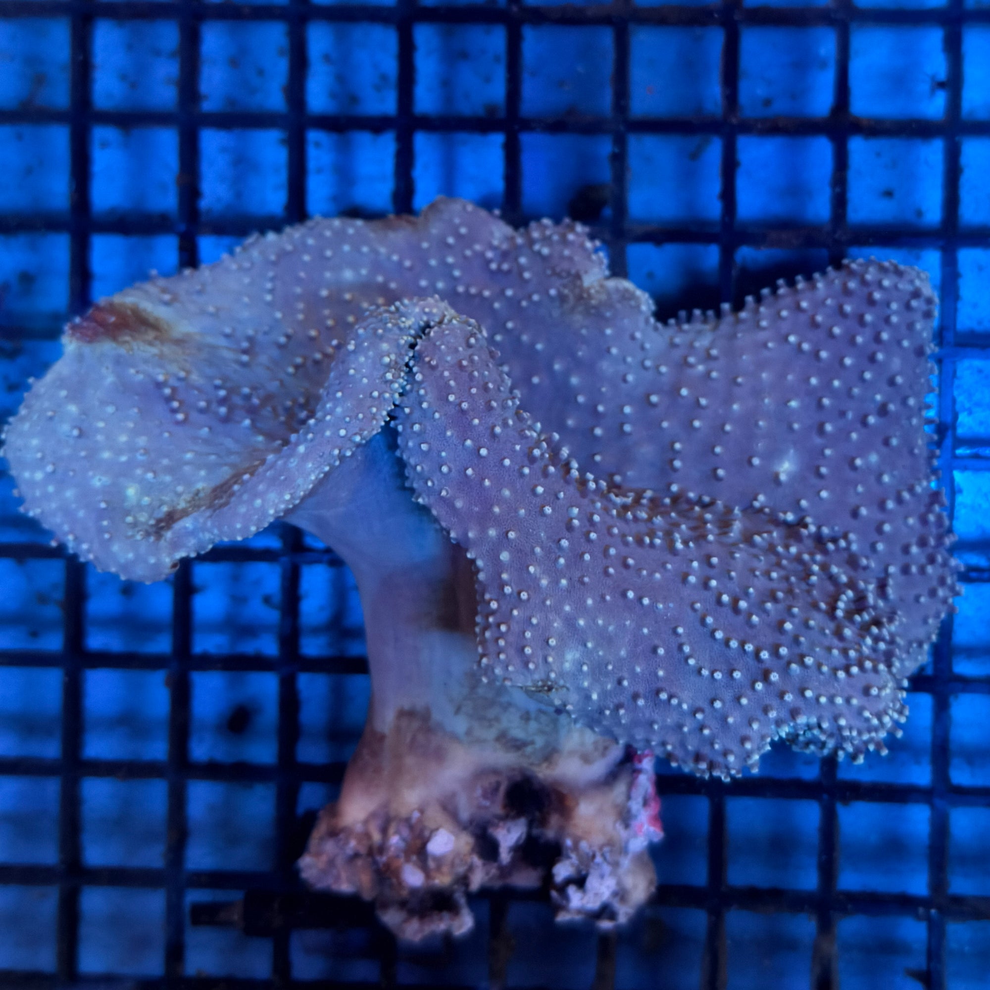 Green/Yellow Toadstool Leather Coral