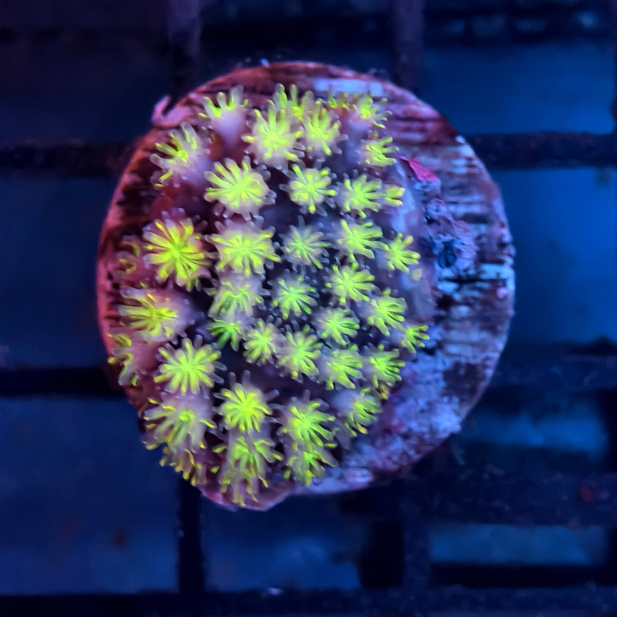 Electric Green Galaxy Coral Frag