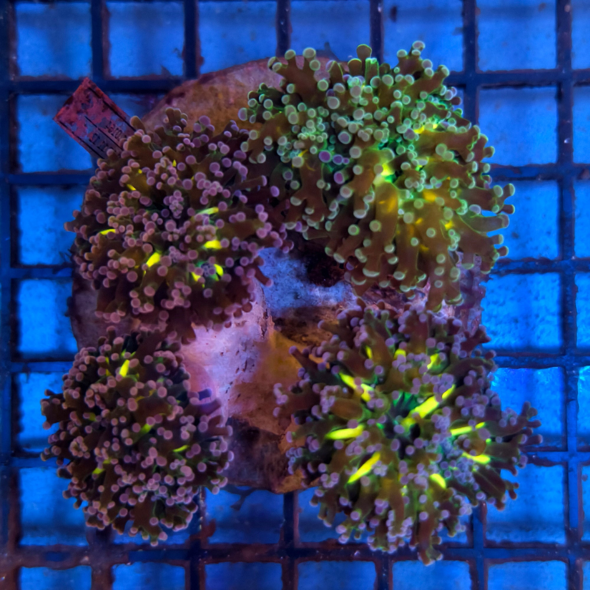 Purple Tip Green Frogspawn