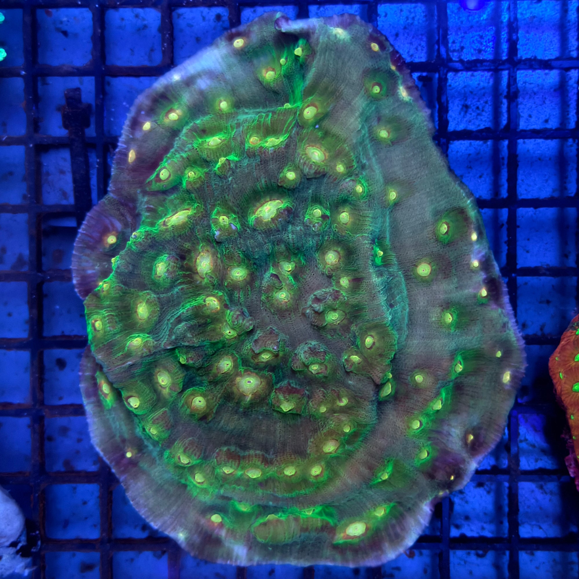Minty Green Mycedium Chalice Coral