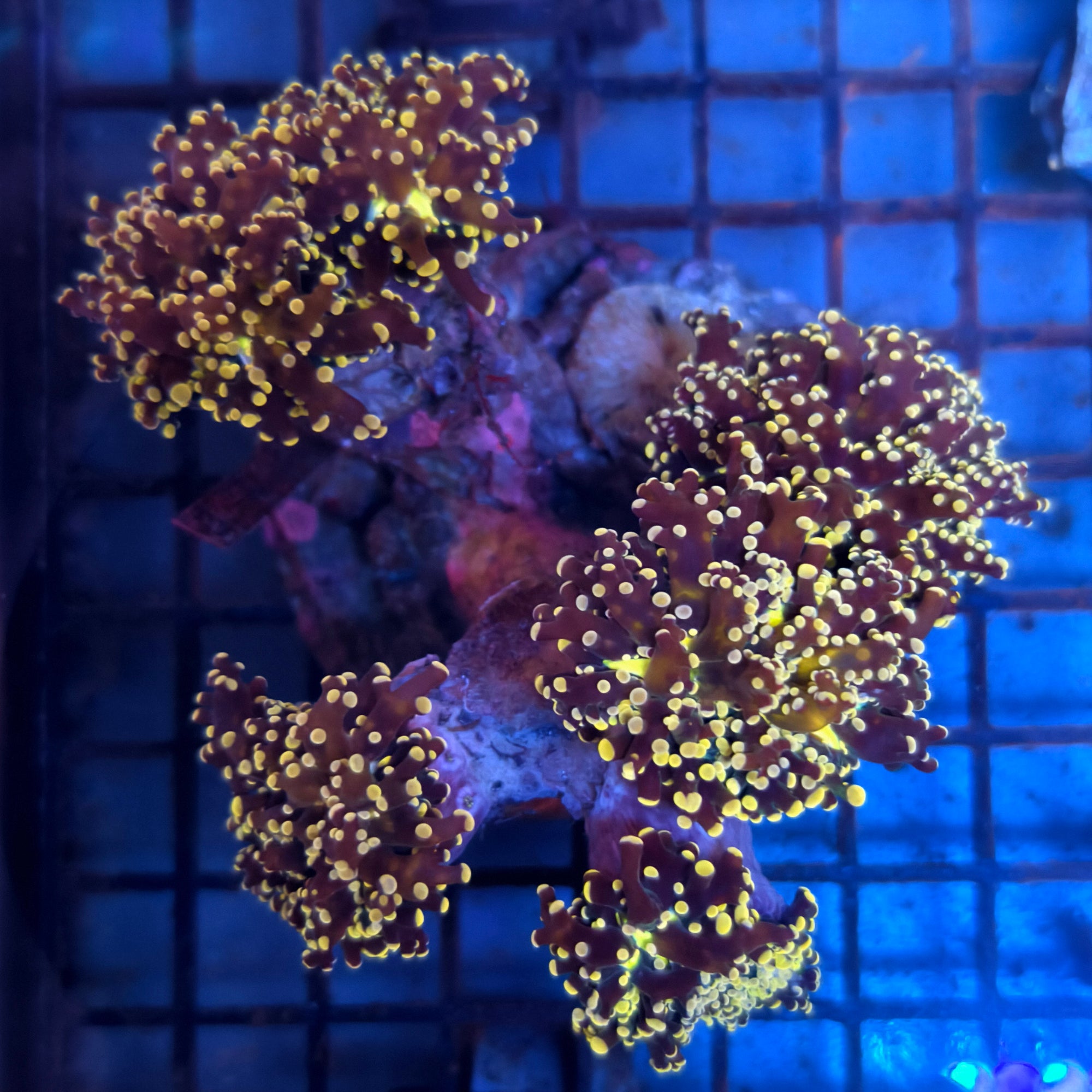 Orange Branch Frogspawn