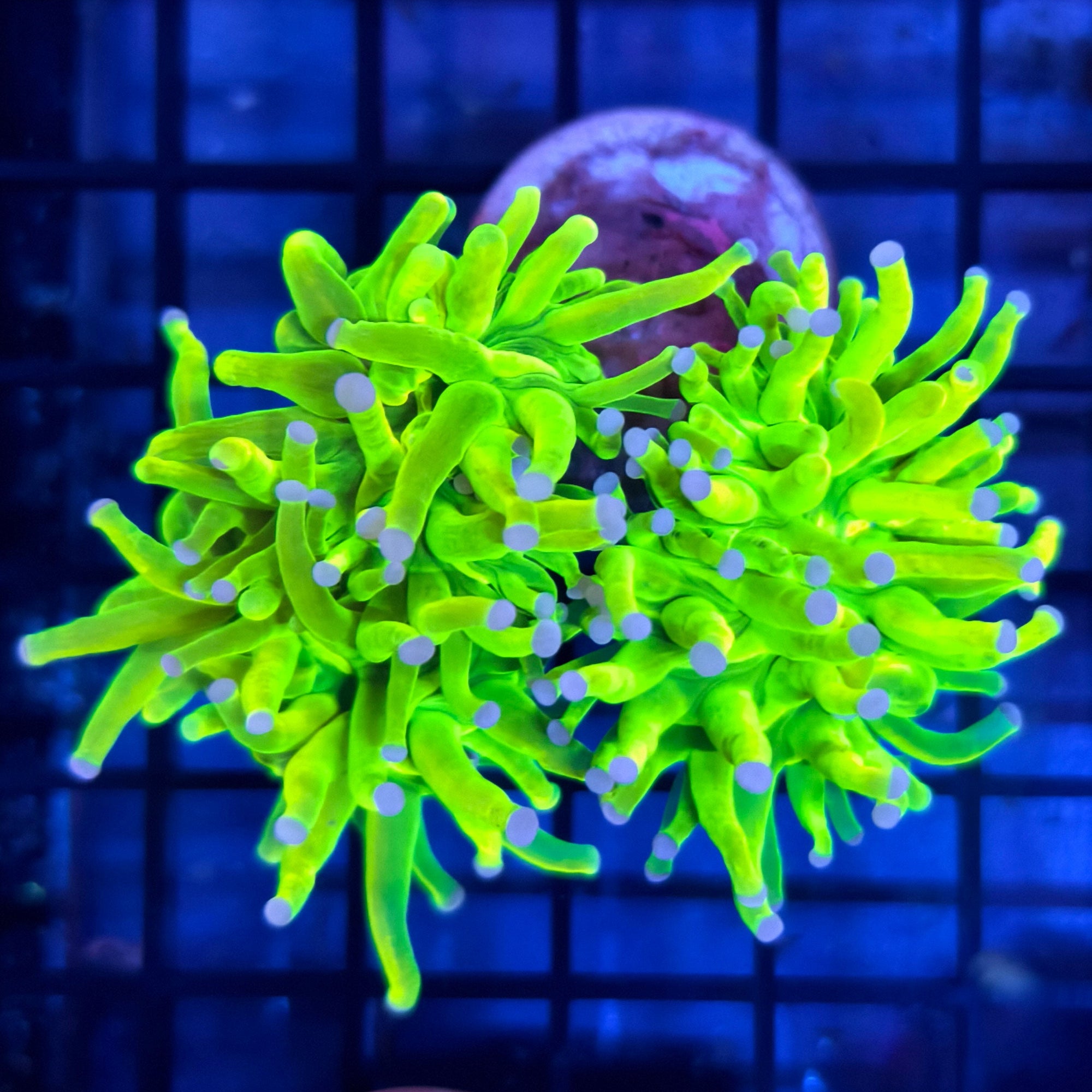 Lemon-Lime Holy Grail Torch Coral
